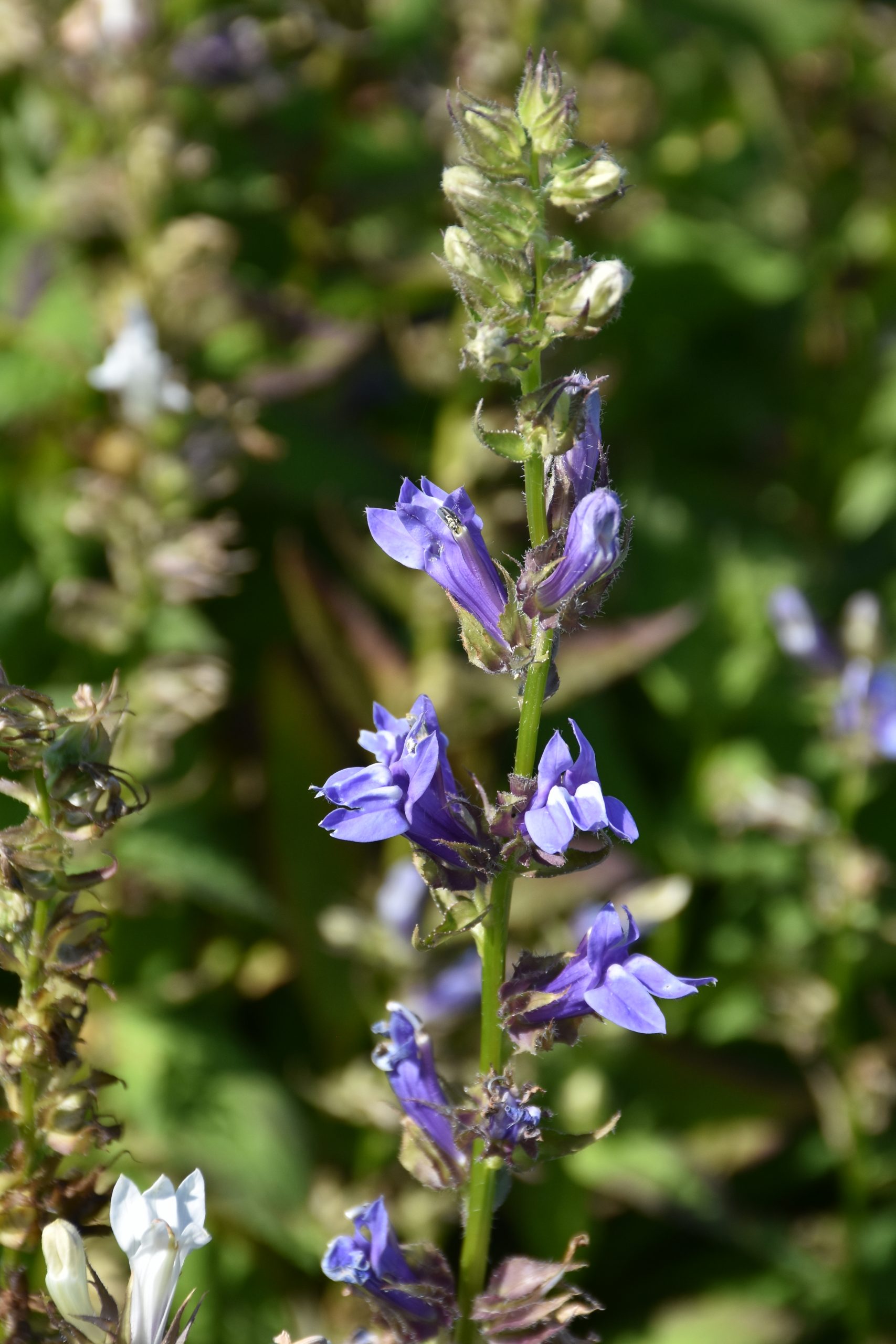 10092_lobelia_siphilitica_XS_006.jpg