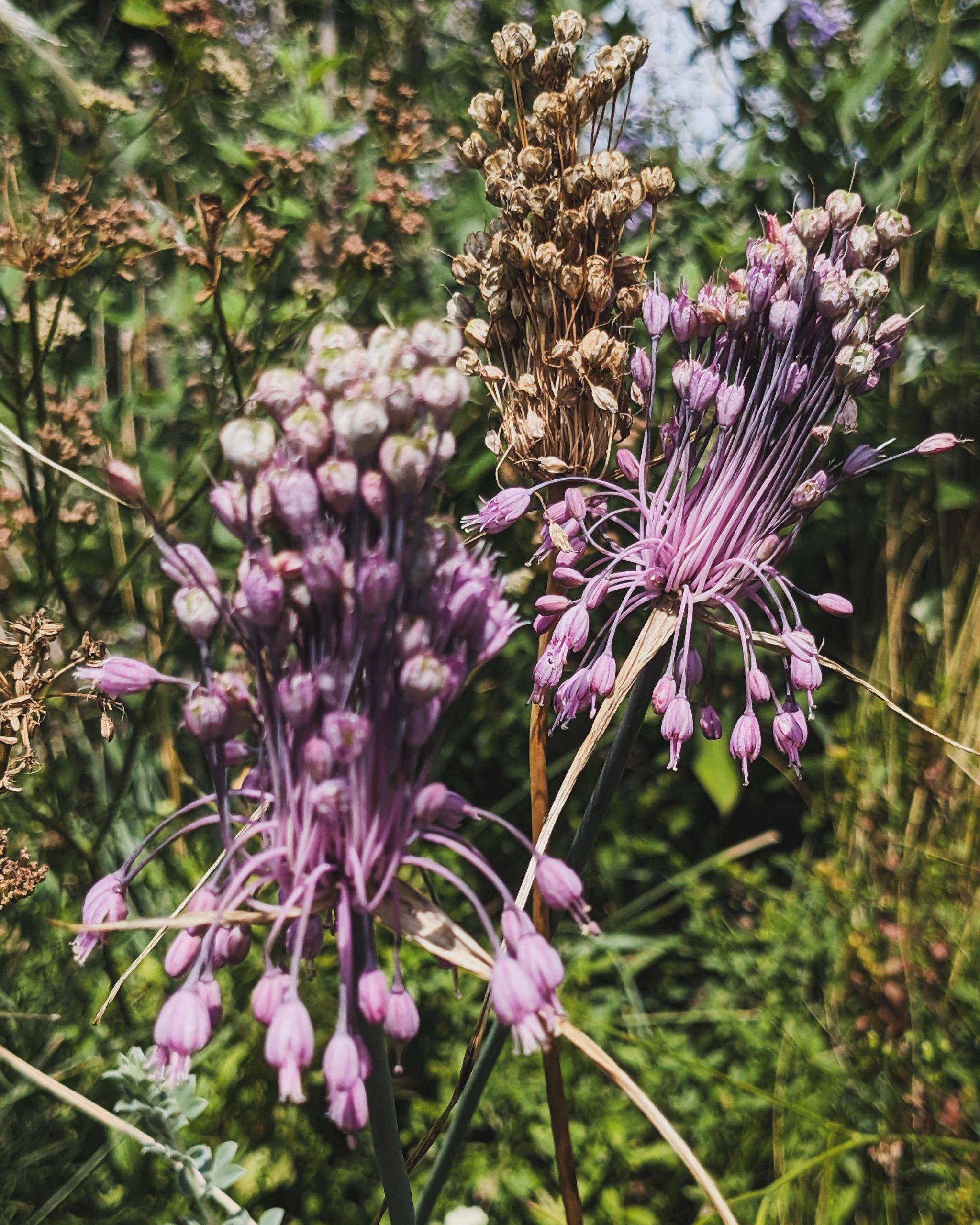 10109_allium_carinatum_ssp_pulchellum_XS_003.jpg
