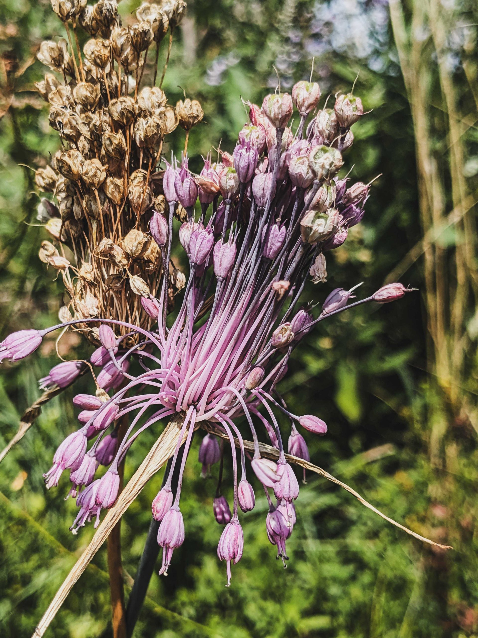 10110_allium_carinatum_ssp_pulchellum_XS_004.jpg