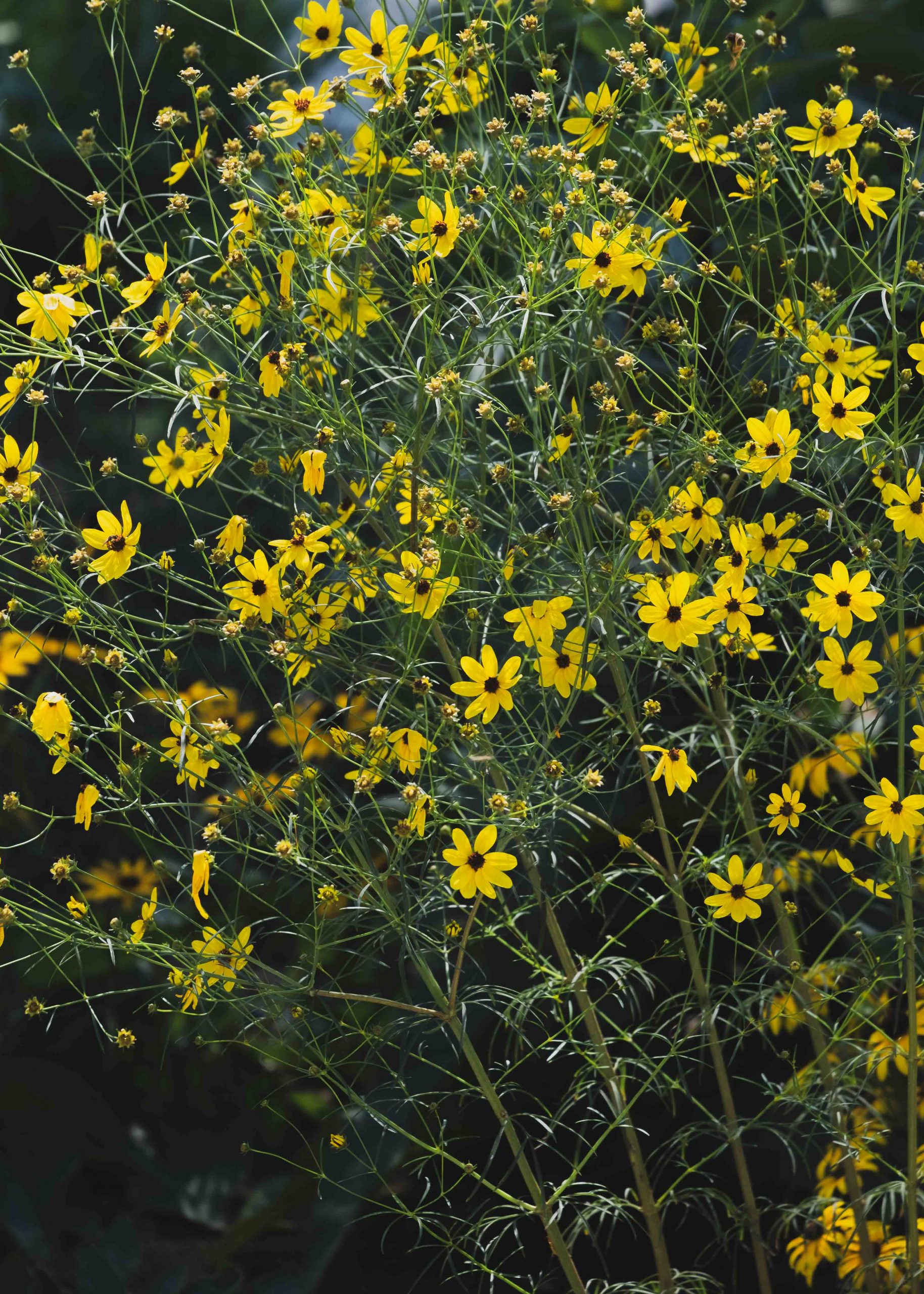 10128_coreopsis_verticillata_appalachian_gold_XS_001.jpg