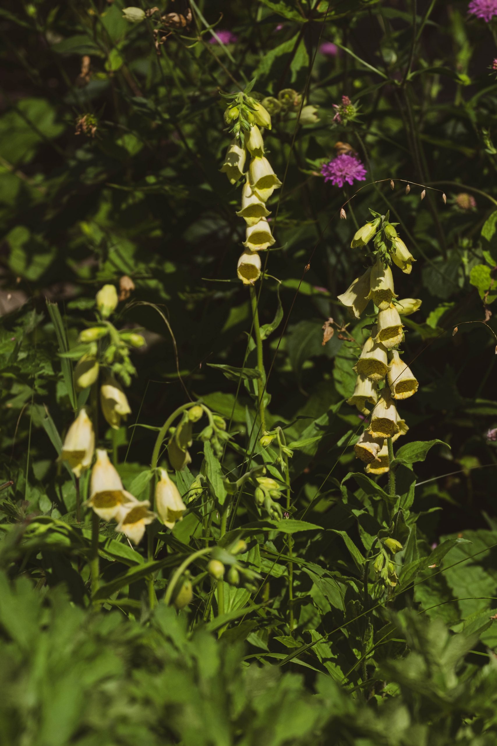 10133_digitalis_grandiflora_XS_001.jpg