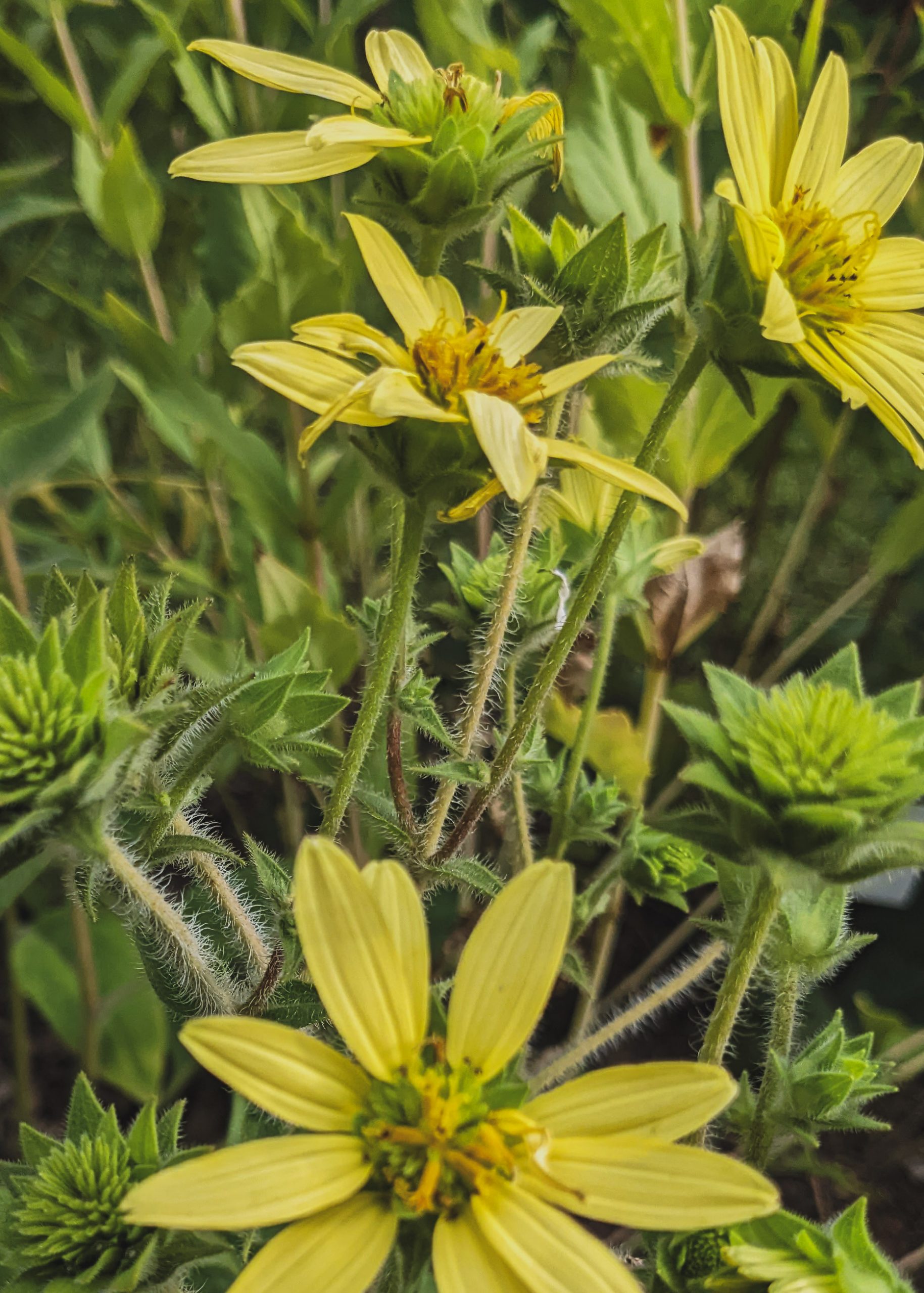10174_silphium_mohrii_XS_001.jpg