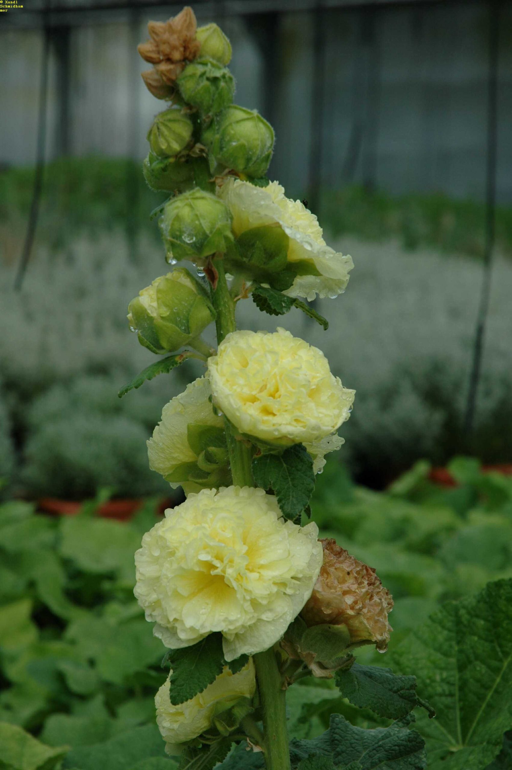 10223_alcea_rosea_pleniflora_gelb_XS_001.jpg