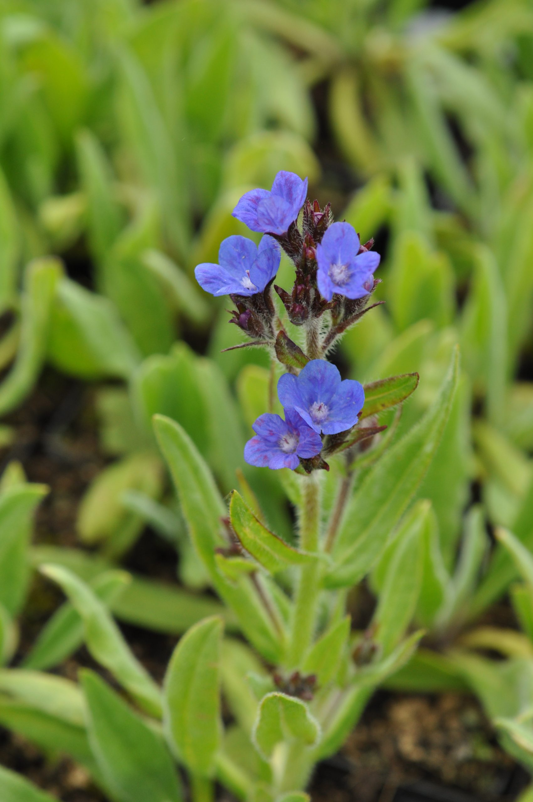 10229_anchusa_azurea_loddon_royalist_BG_001.jpg