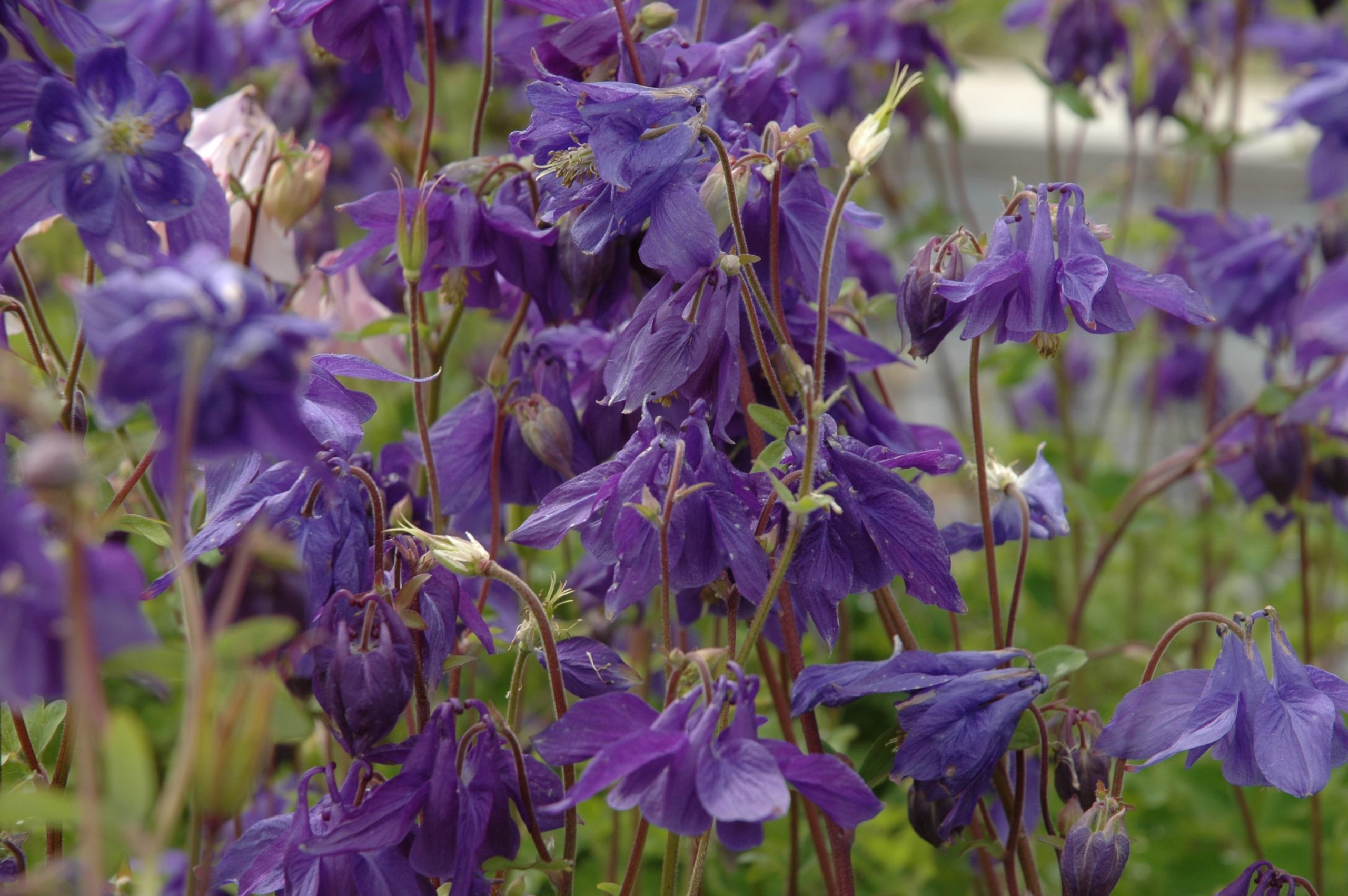 10238_aquilegia_vulgaris_BG_002.jpg