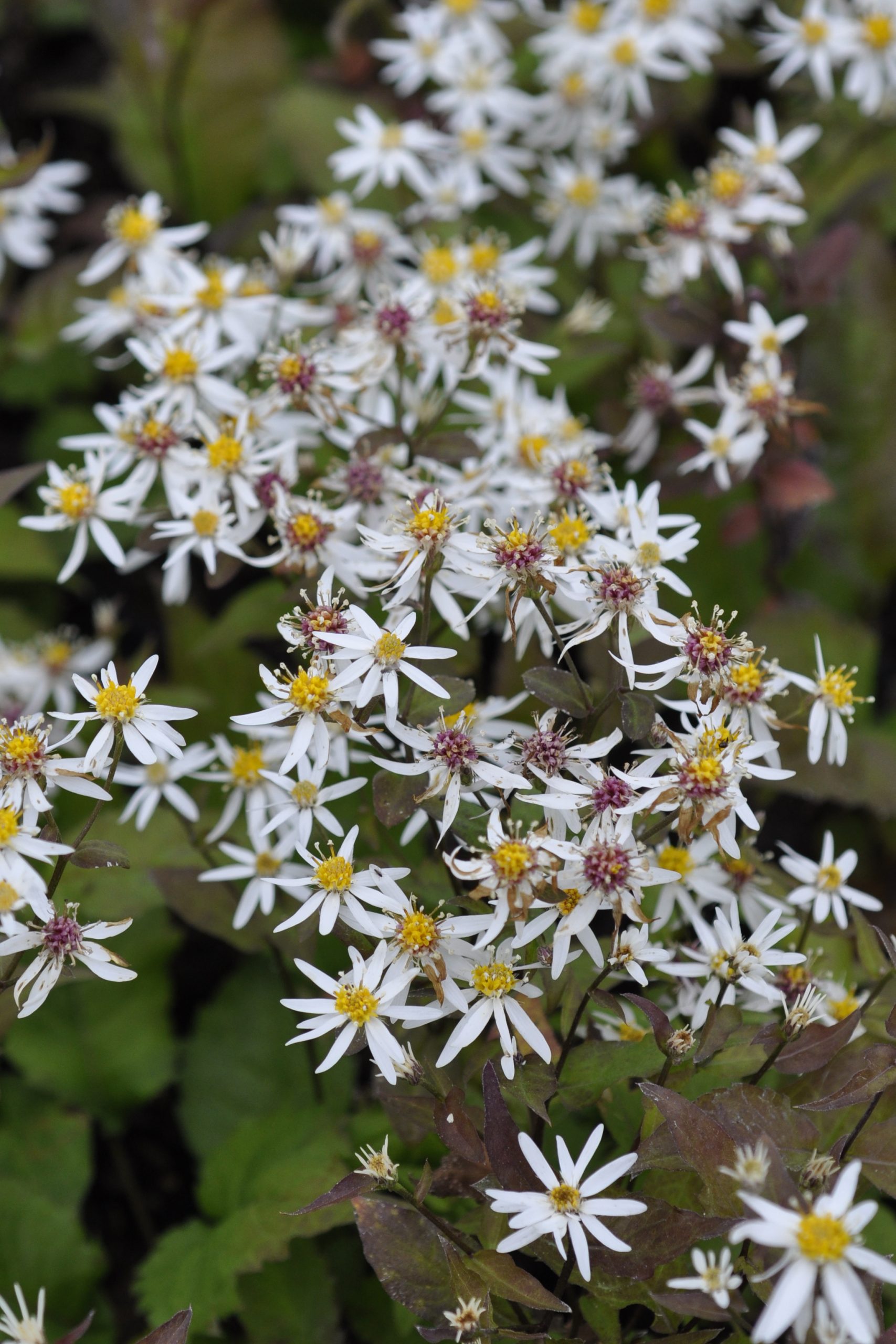 10250_aster_divaricatus_BG_003.jpg