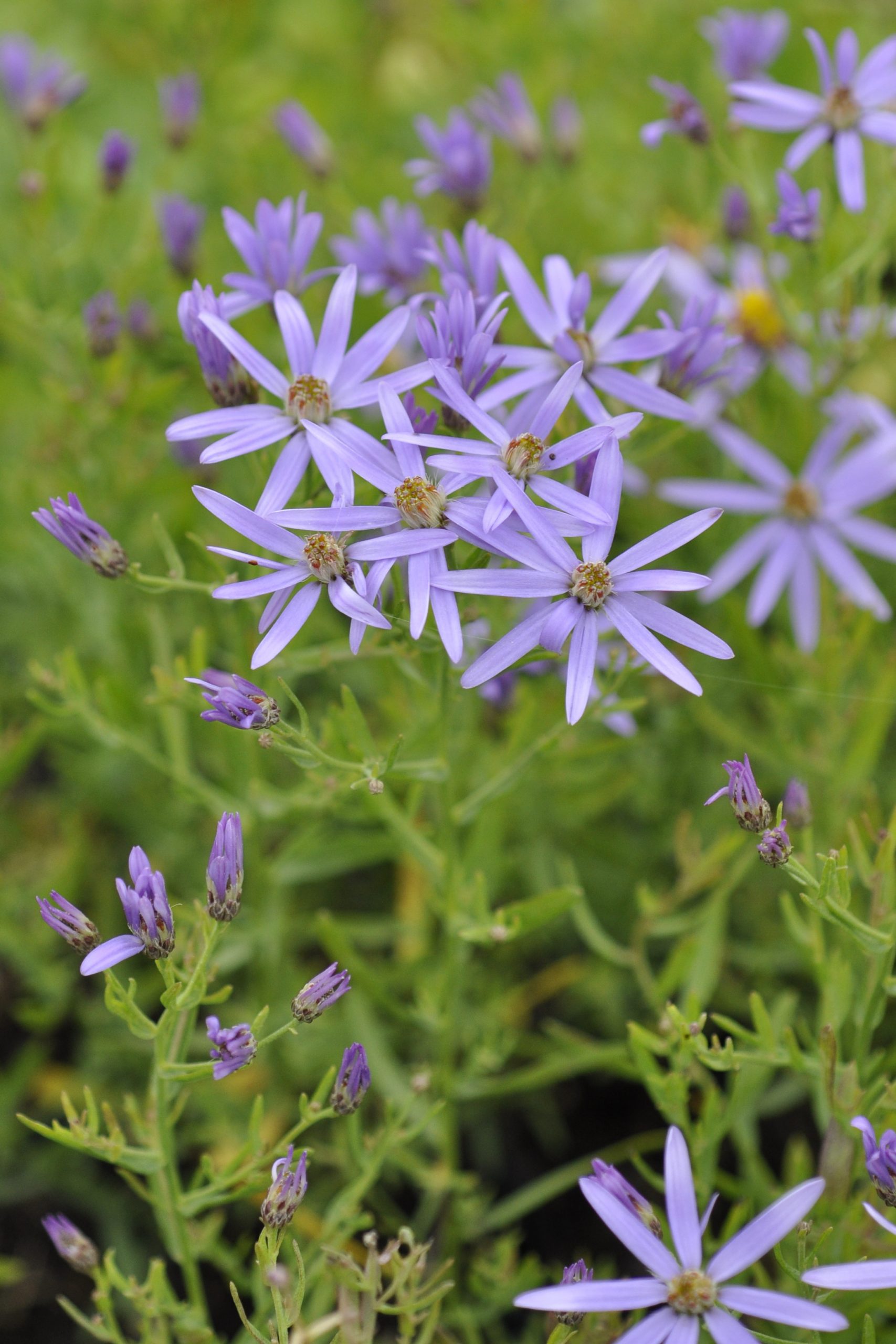10257_aster_sedifolius_nanus_BG_003.jpg