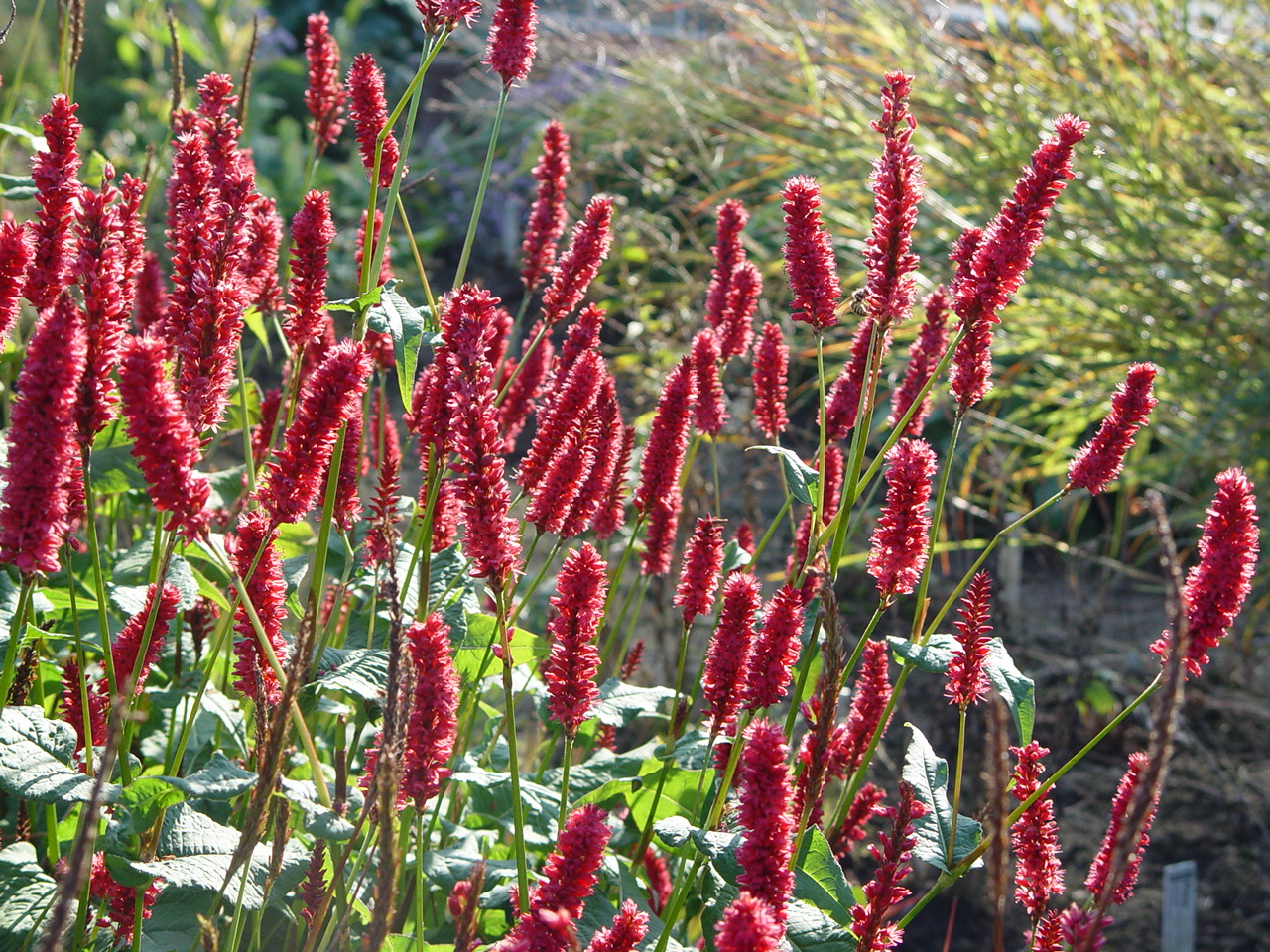 10271_persicaria_amplexicaulis_js_delgado_macho_BG_003.jpg