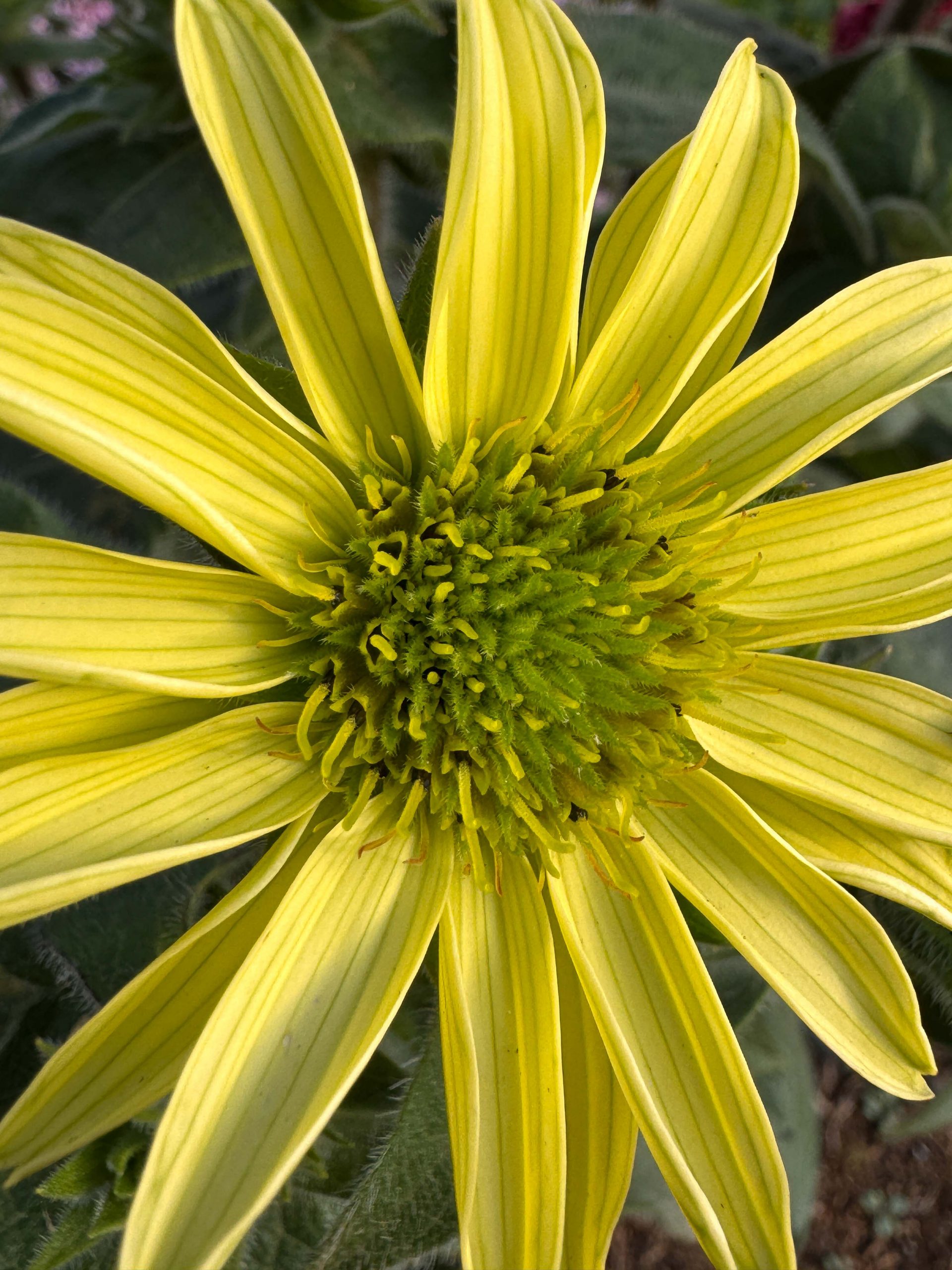 10288_silphium_mohrii_XS_003.jpg