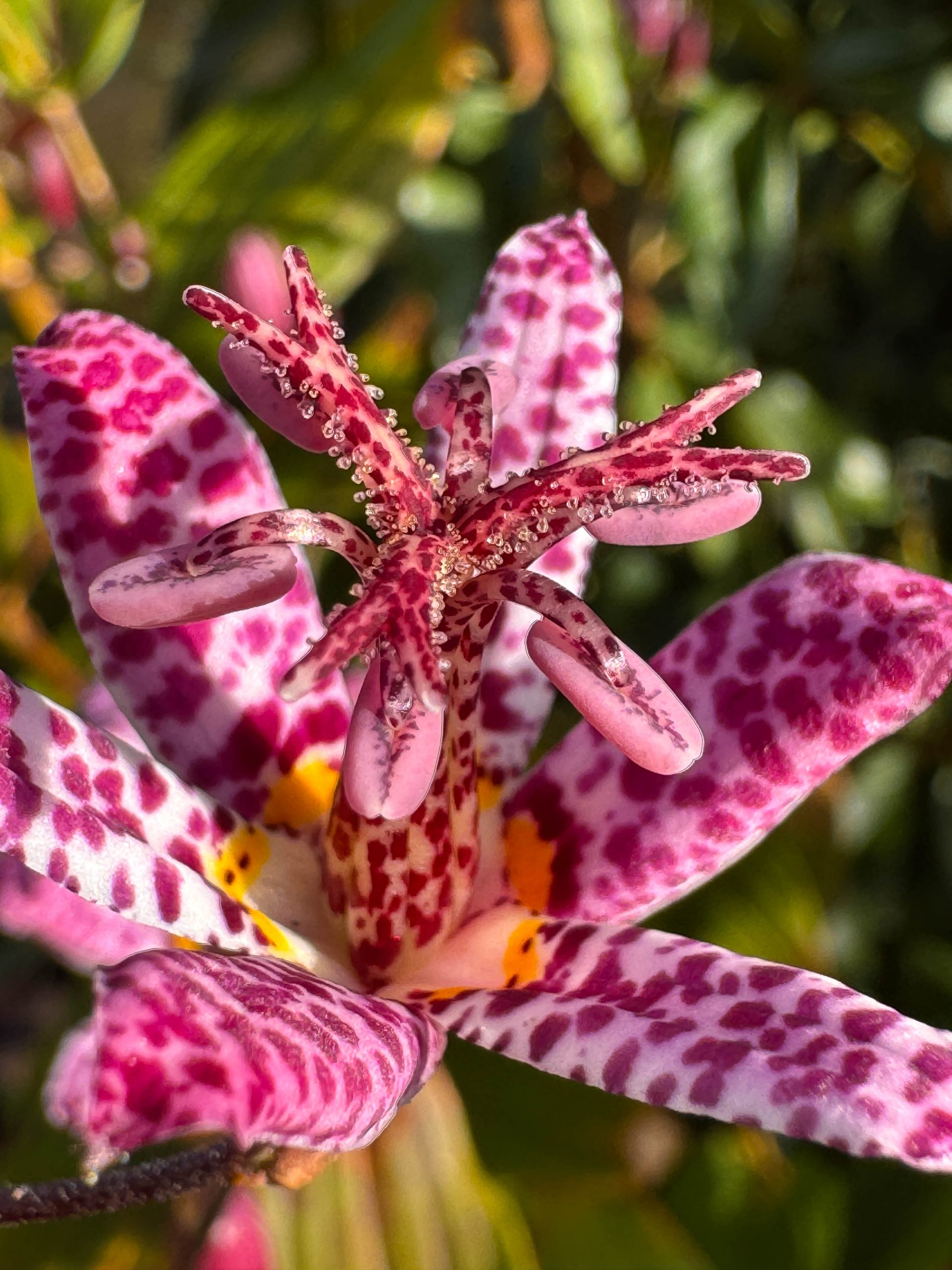 10291_tricyrtis_formosana_dark_beauty_XS_002.jpg