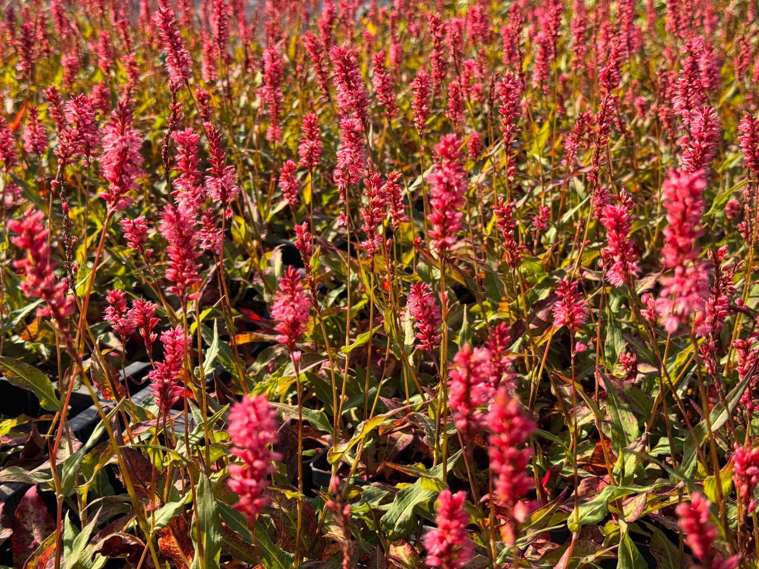 10292_persicaria_amplexicaulis_harlequin_XS_001.jpg