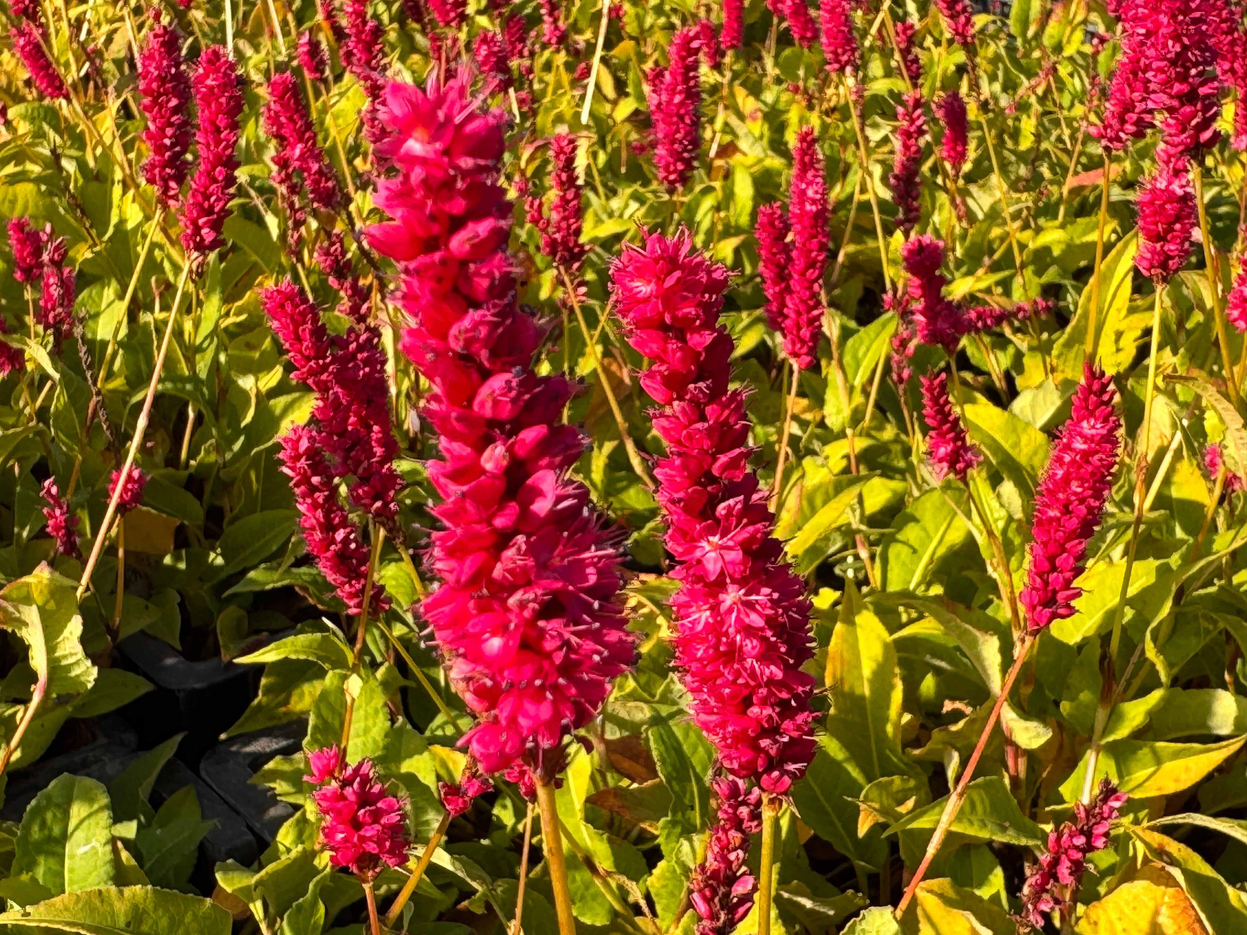 10293_persicaria_amplexicaulis_amethyst_summer_XS_001.jpg