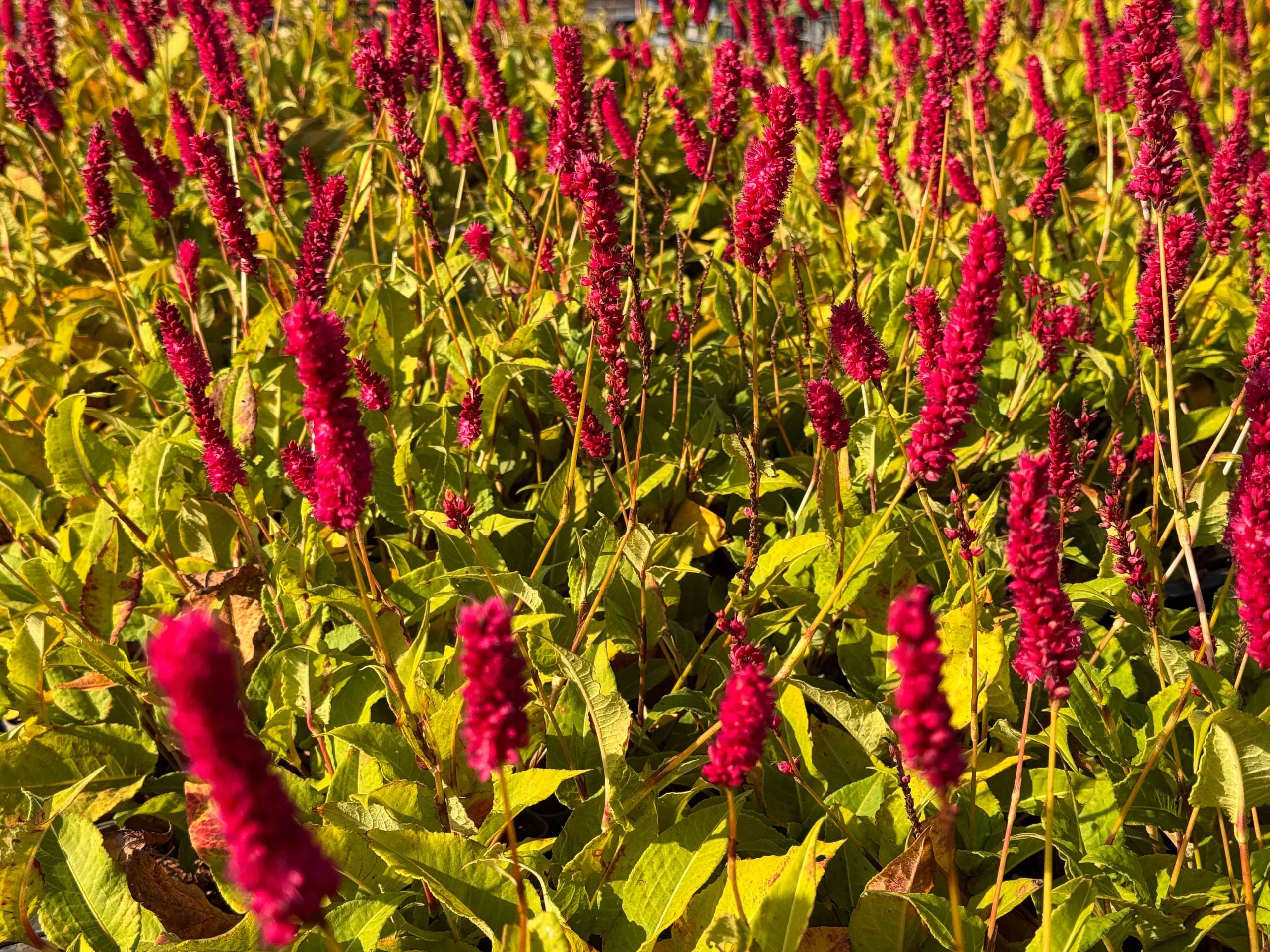 10294_persicaria_amplexicaulis_amethyst_summer_XS_002.jpg