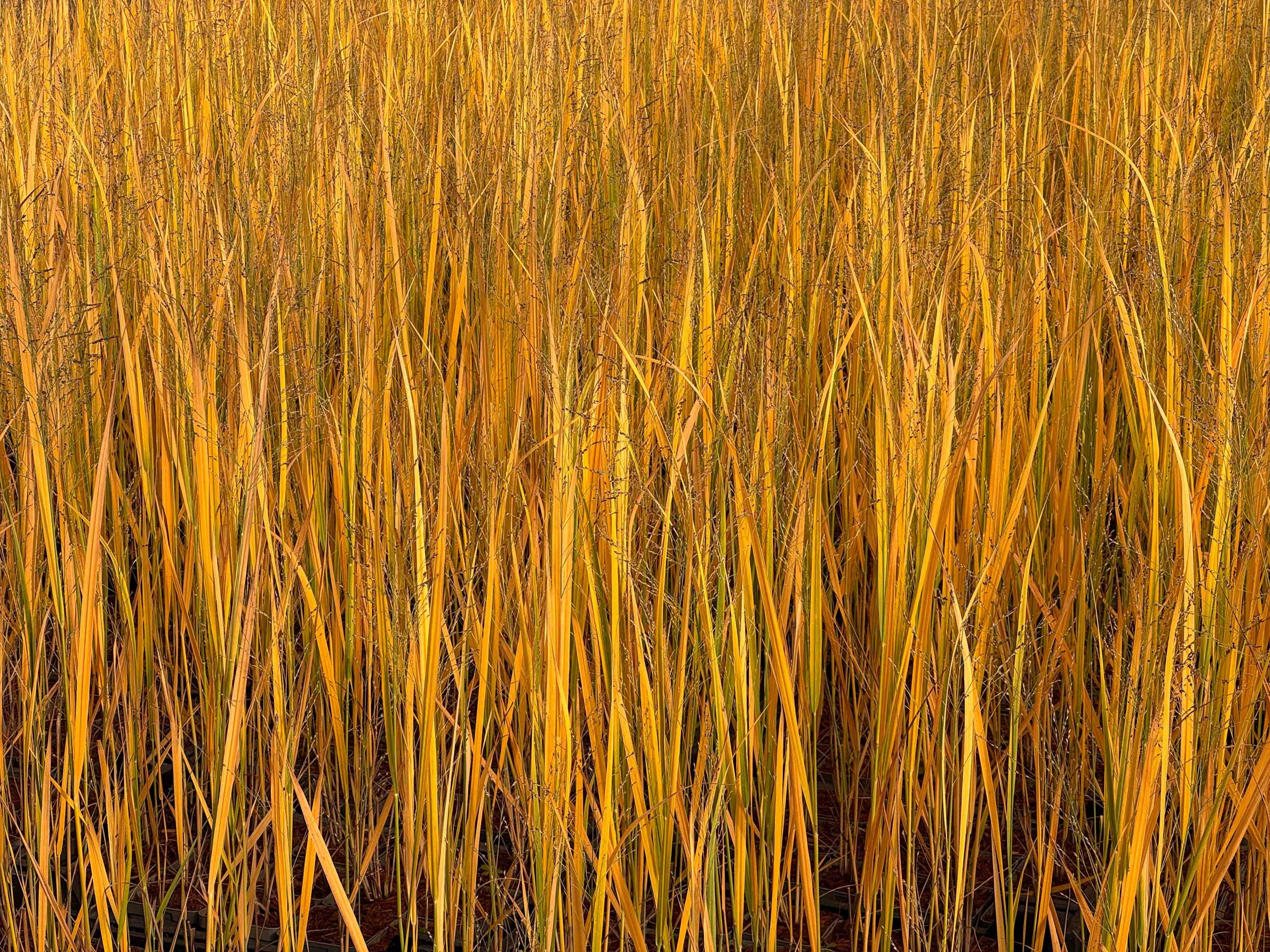 10297_panicum_virgatum_northwind_XS_006-1.jpg