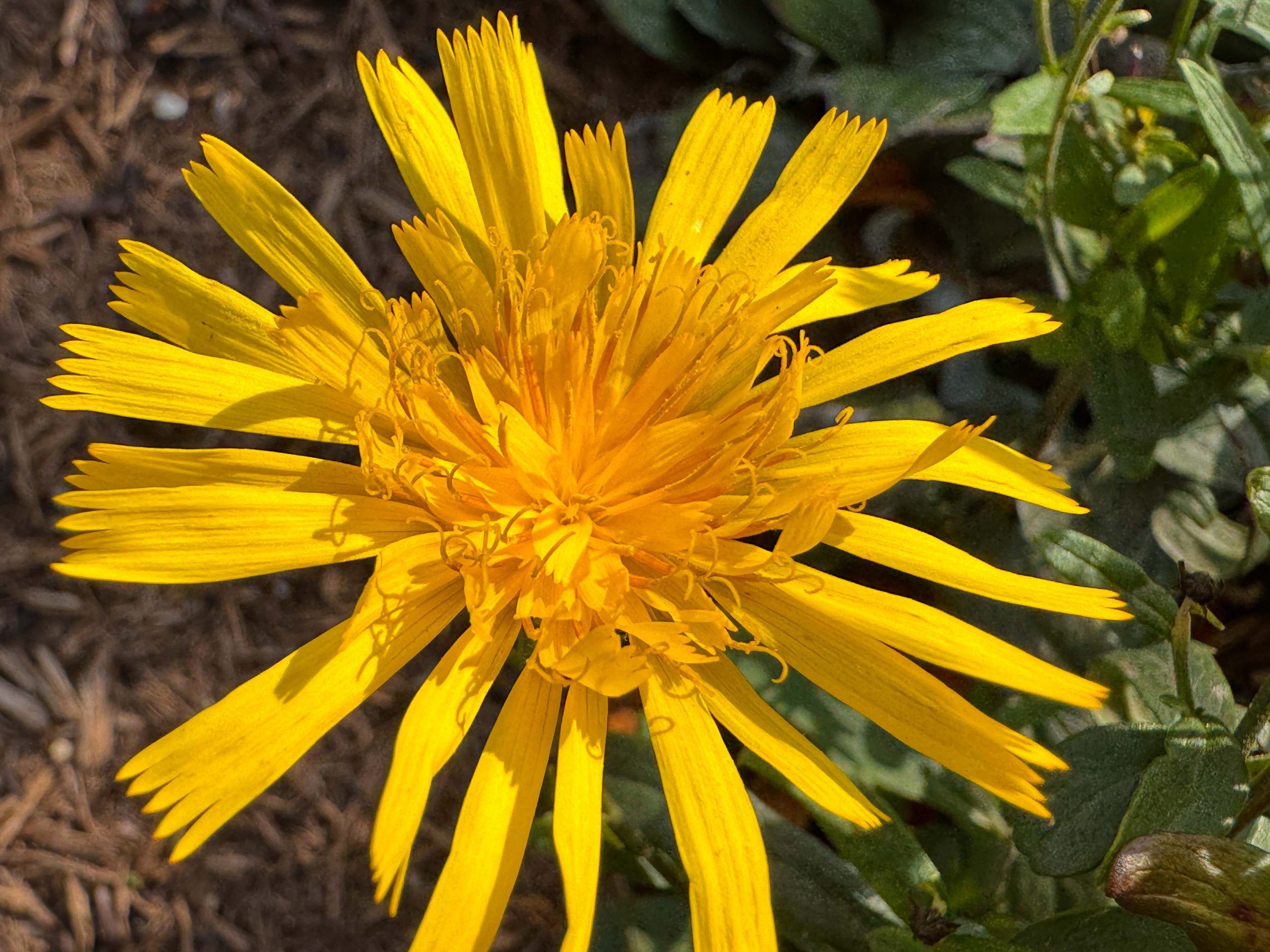 10299_hieracium_umbellatum_XS_004.jpg