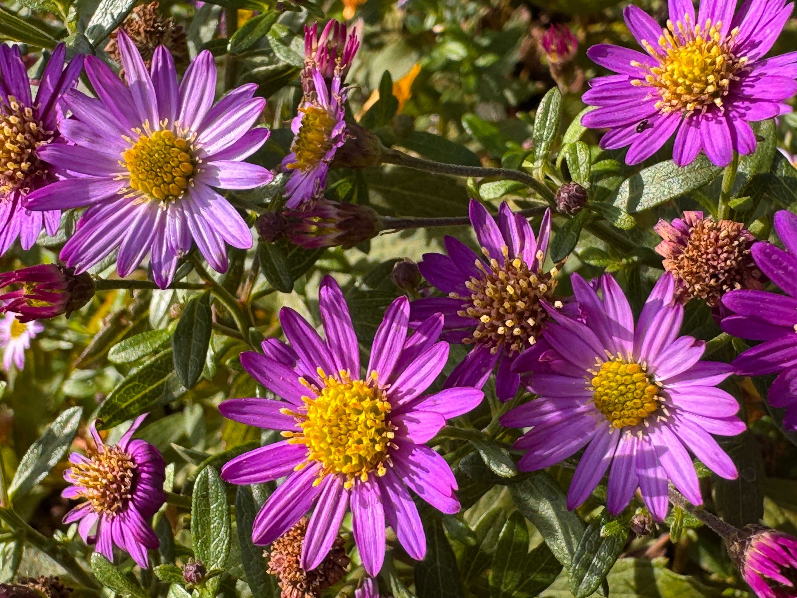 10301_aster_ageratoides_ezo_murasaki_XS_003.jpg