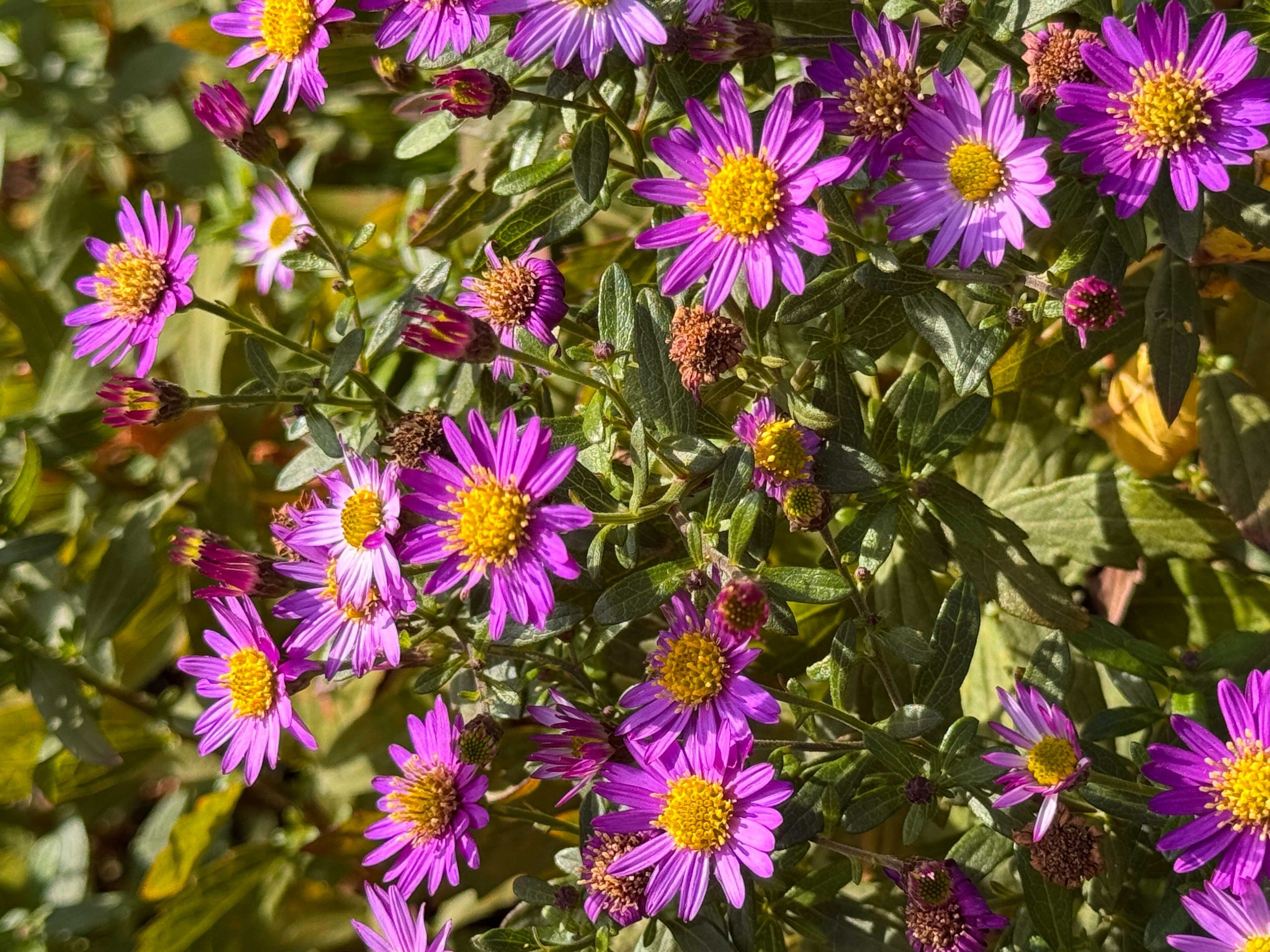 10302_aster_ageratoides_ezo_murasaki_XS_004.jpg