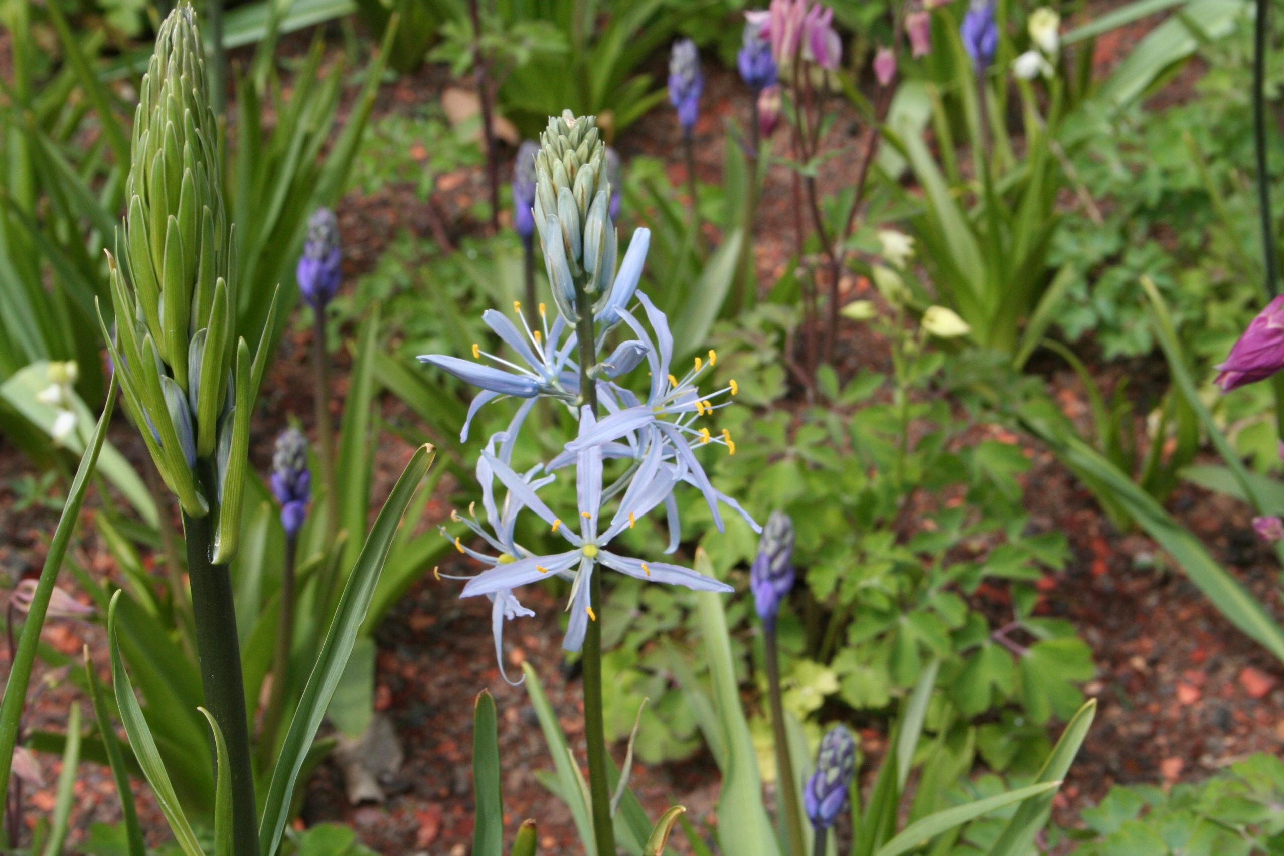 1031_camassia_cusickii_ZK_001.jpeg