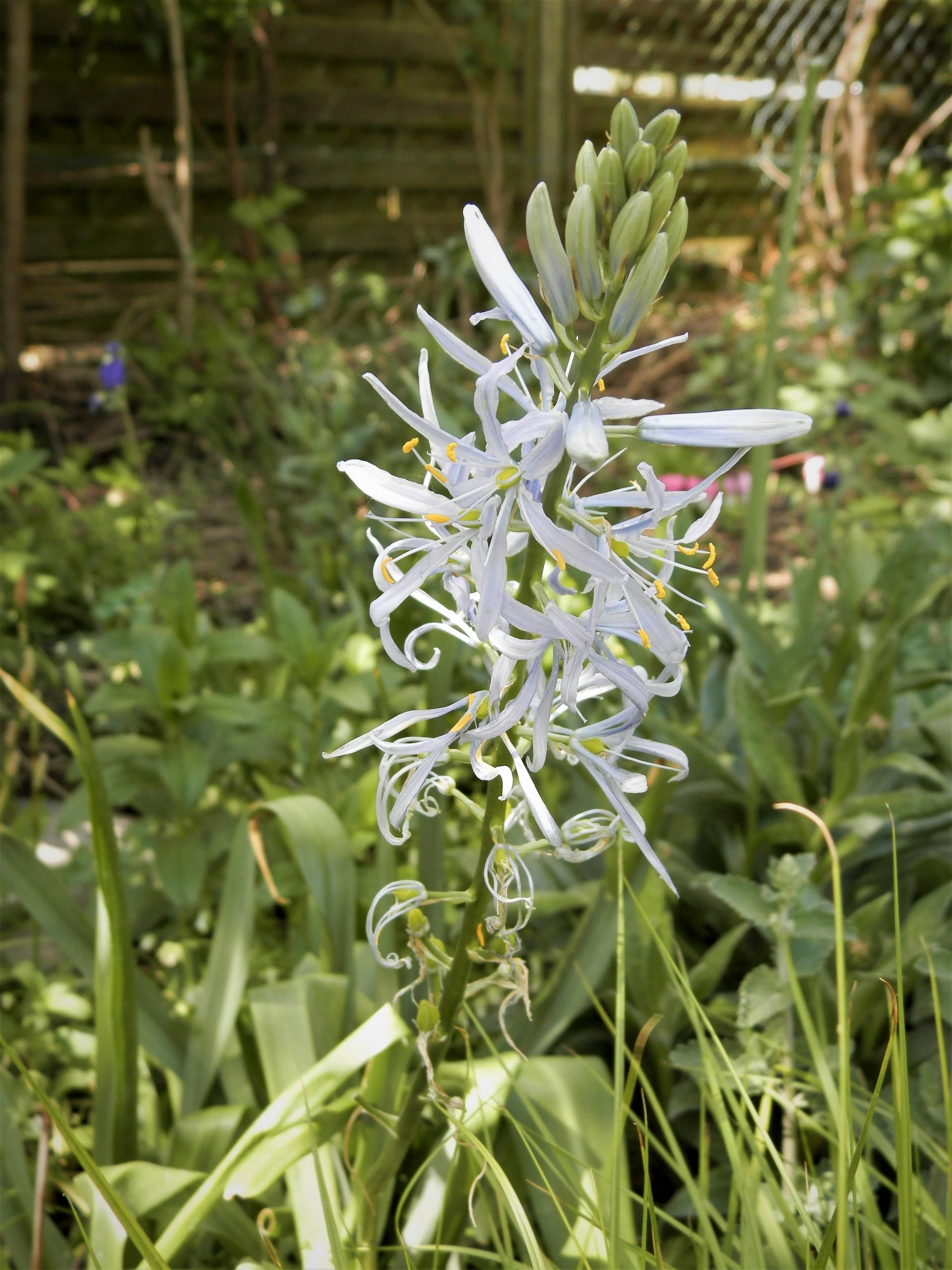 1032_camassia_cusickii_XS_002.jpeg