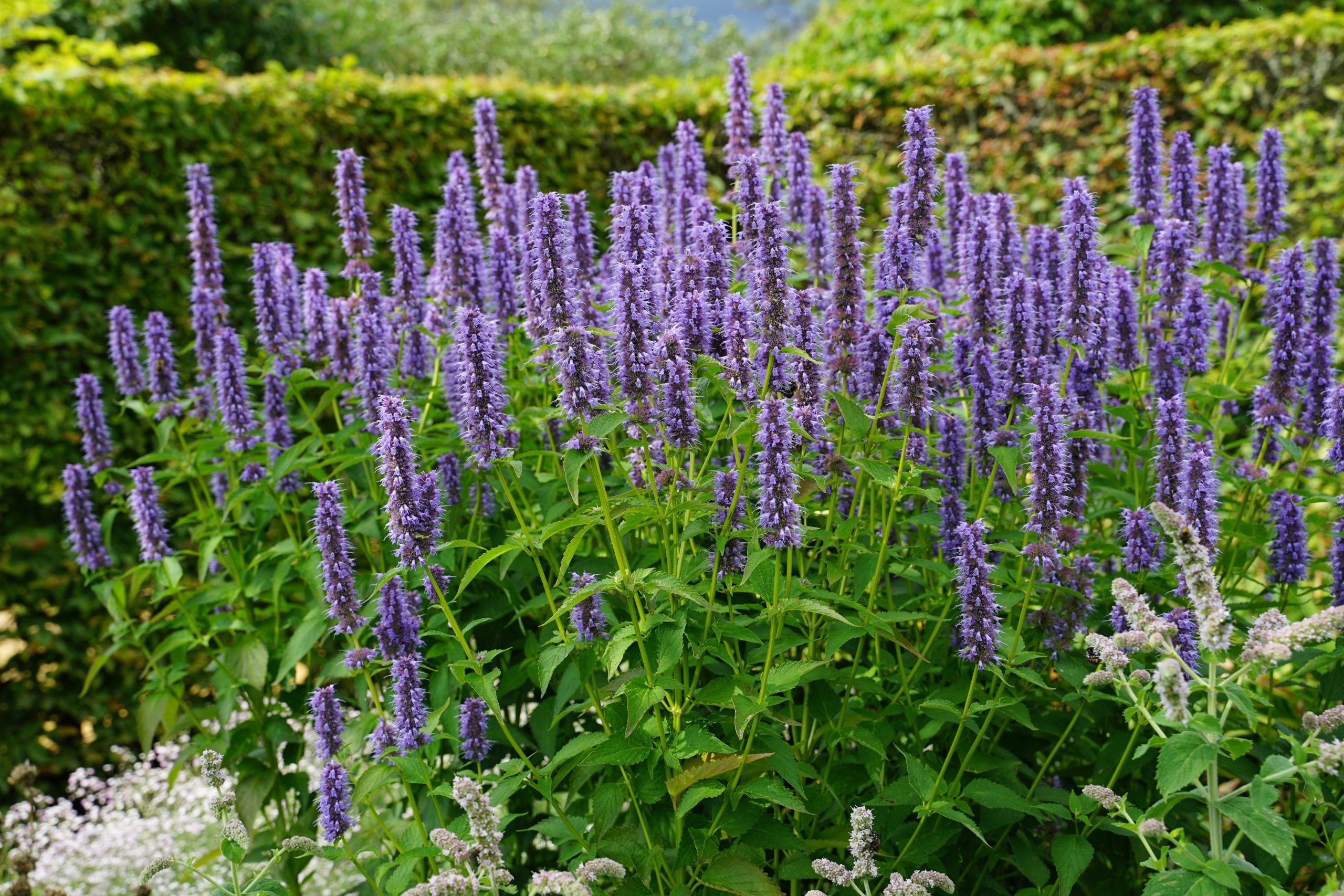 10330_agastache_rugosa_blue_fortune_SS_007.jpg