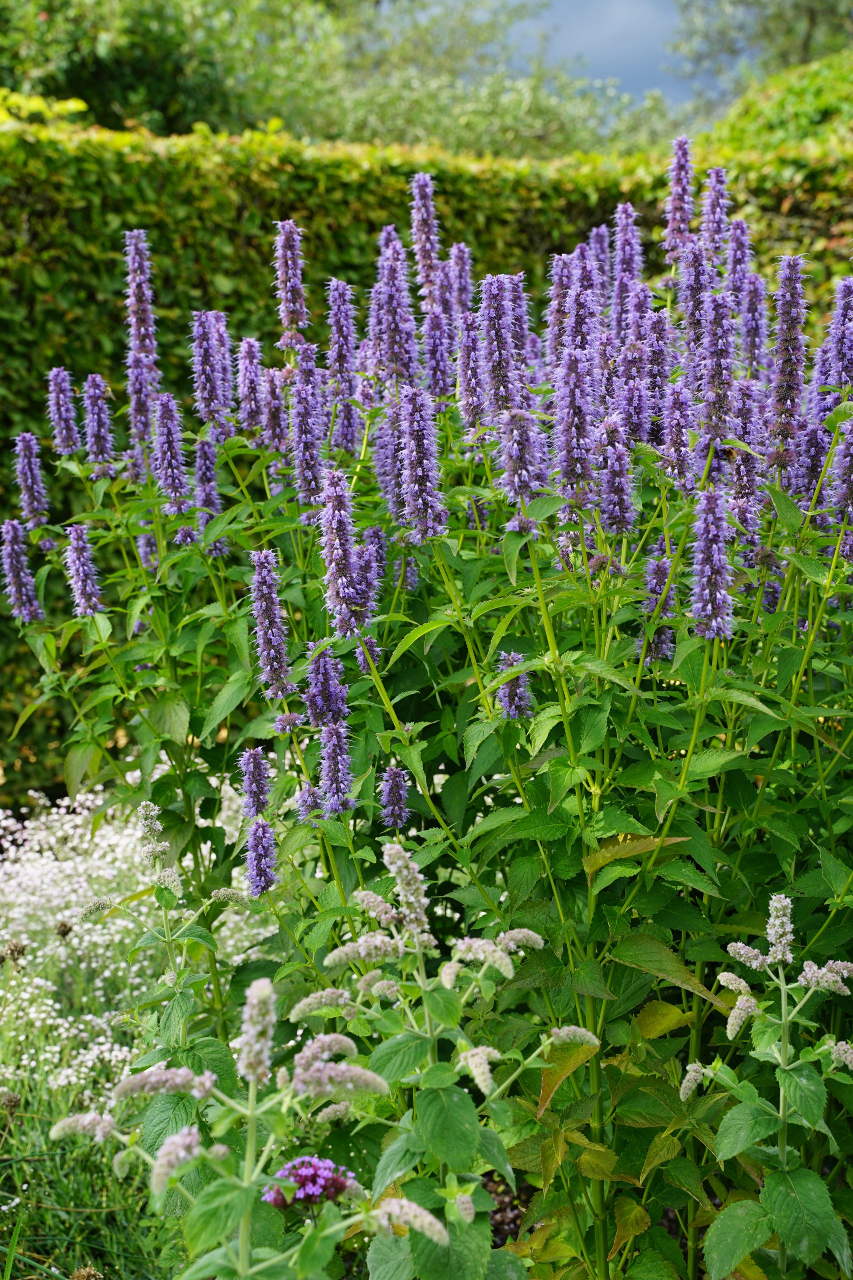 10331_agastache_rugosa_blue_fortune_SS_008.jpg