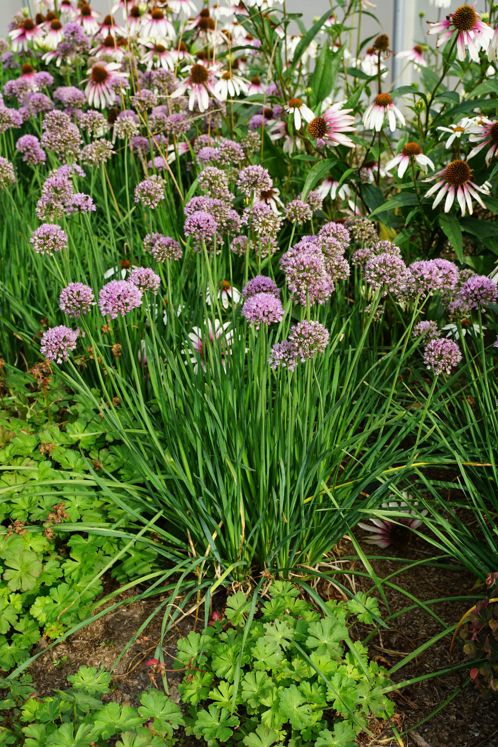 10335_allium_angulosum_SS_002.jpg