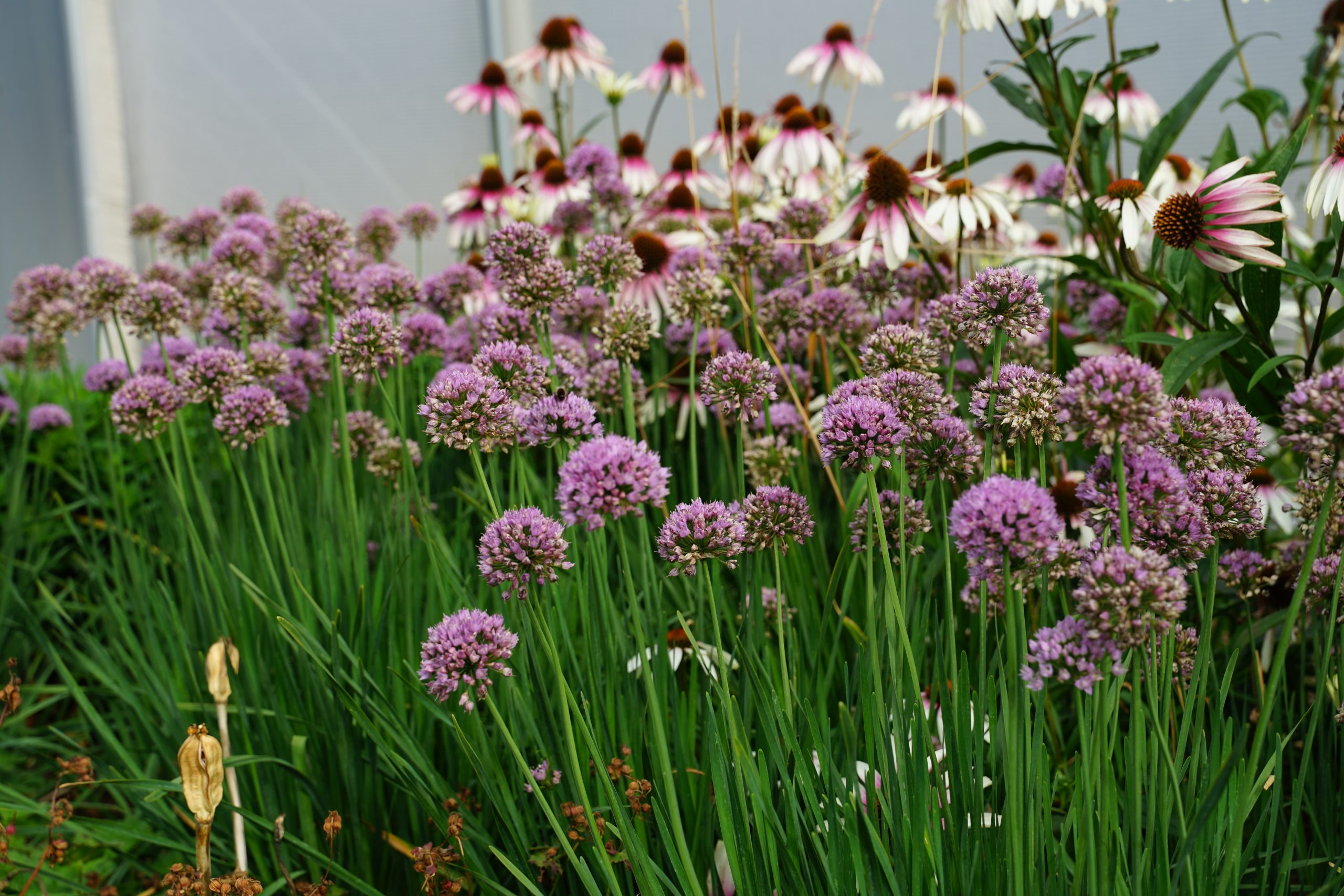 10336_allium_angulosum_SS_003.jpg