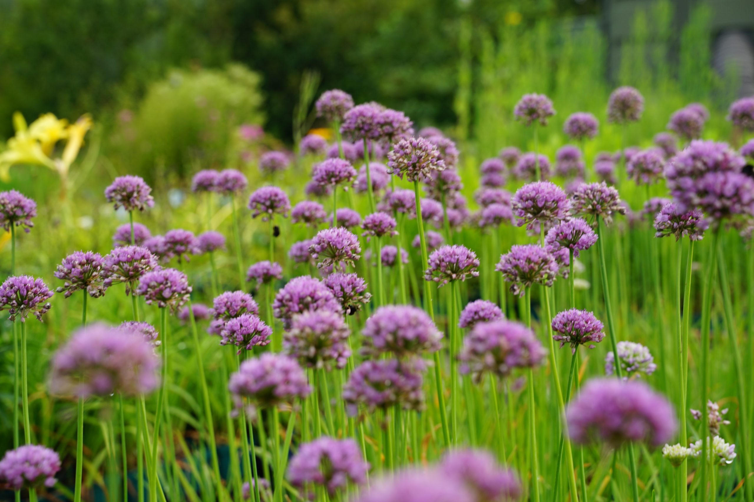 10337_allium_angulosum_SS_004.jpg
