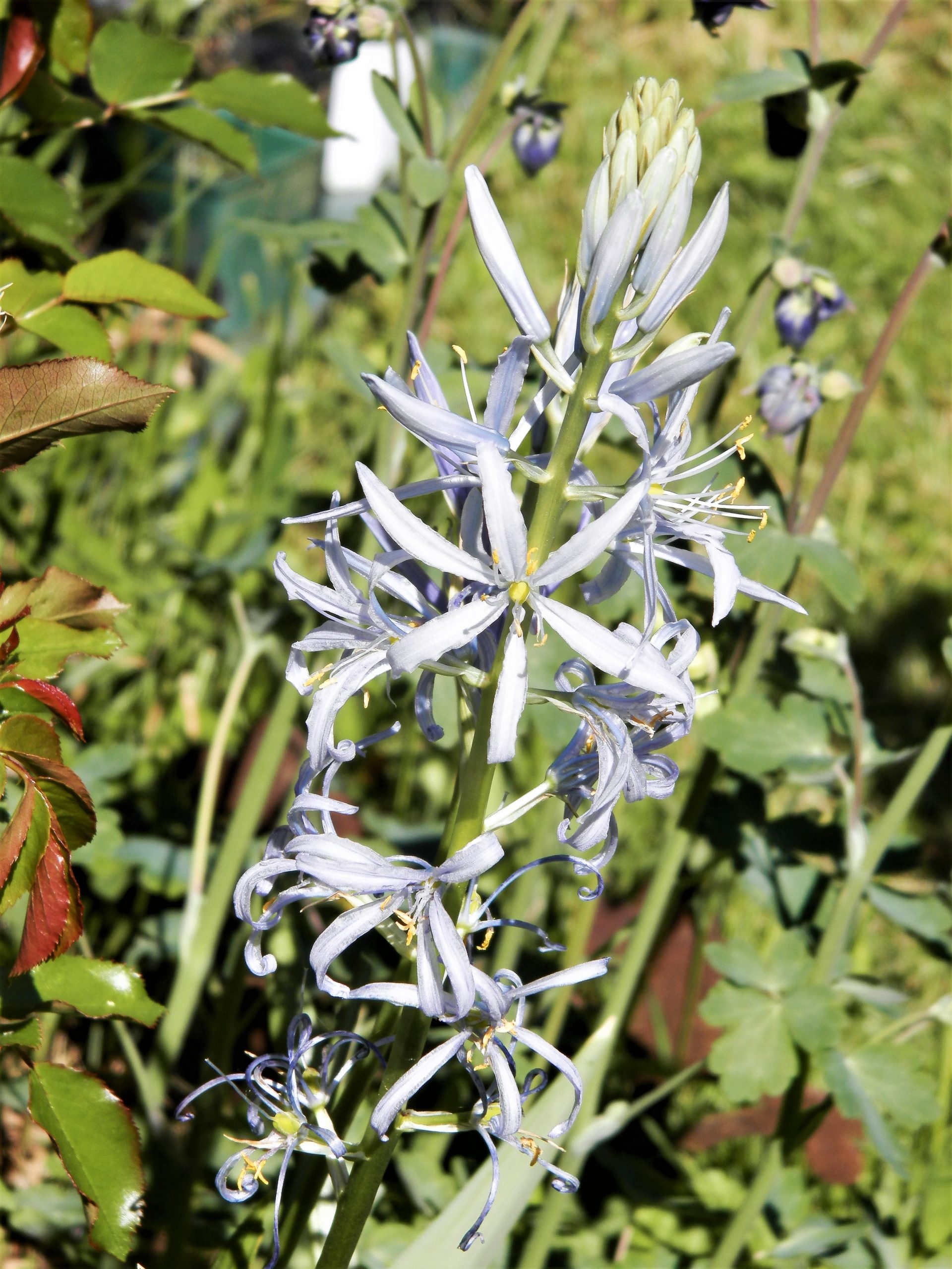 1033_camassia_cusickii_XS_003.jpeg