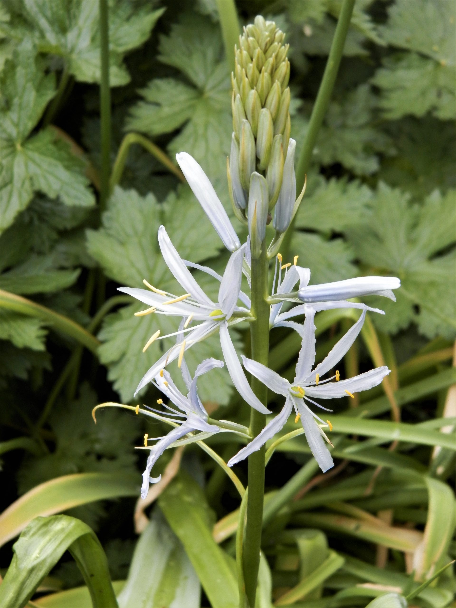 1034_camassia_cusickii_XS_004.jpeg