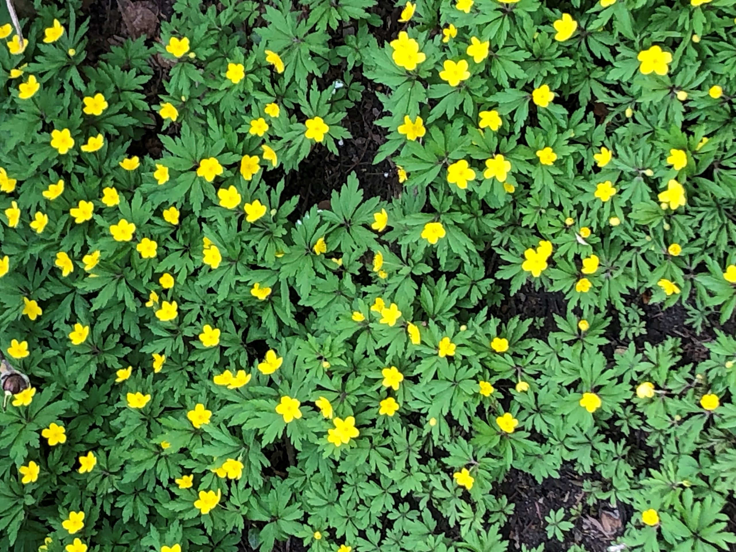 10357_anemone_ranunculoides_SS_004.jpg