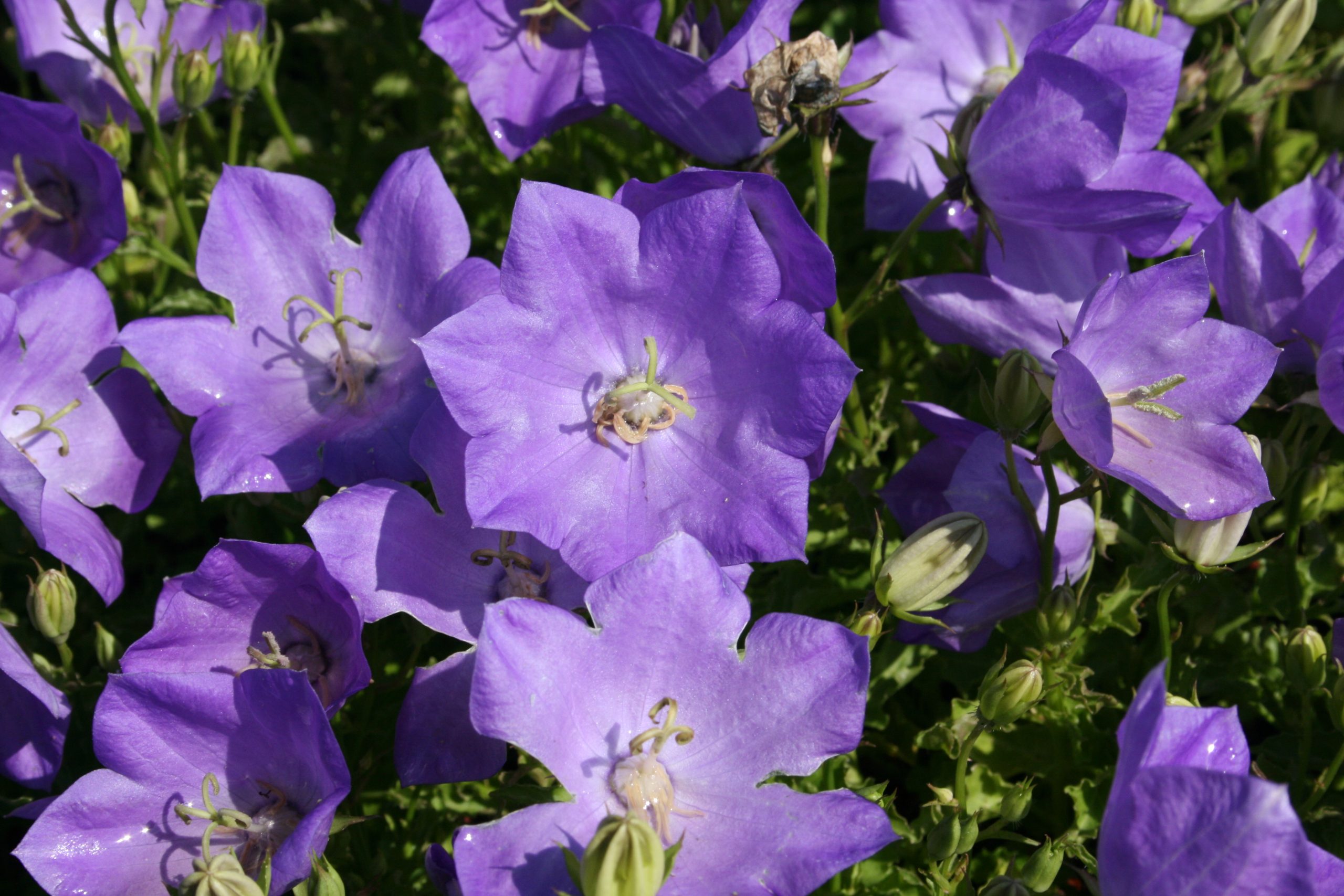1035_campanula_carpatica_blaue_clips_SS_001.jpeg