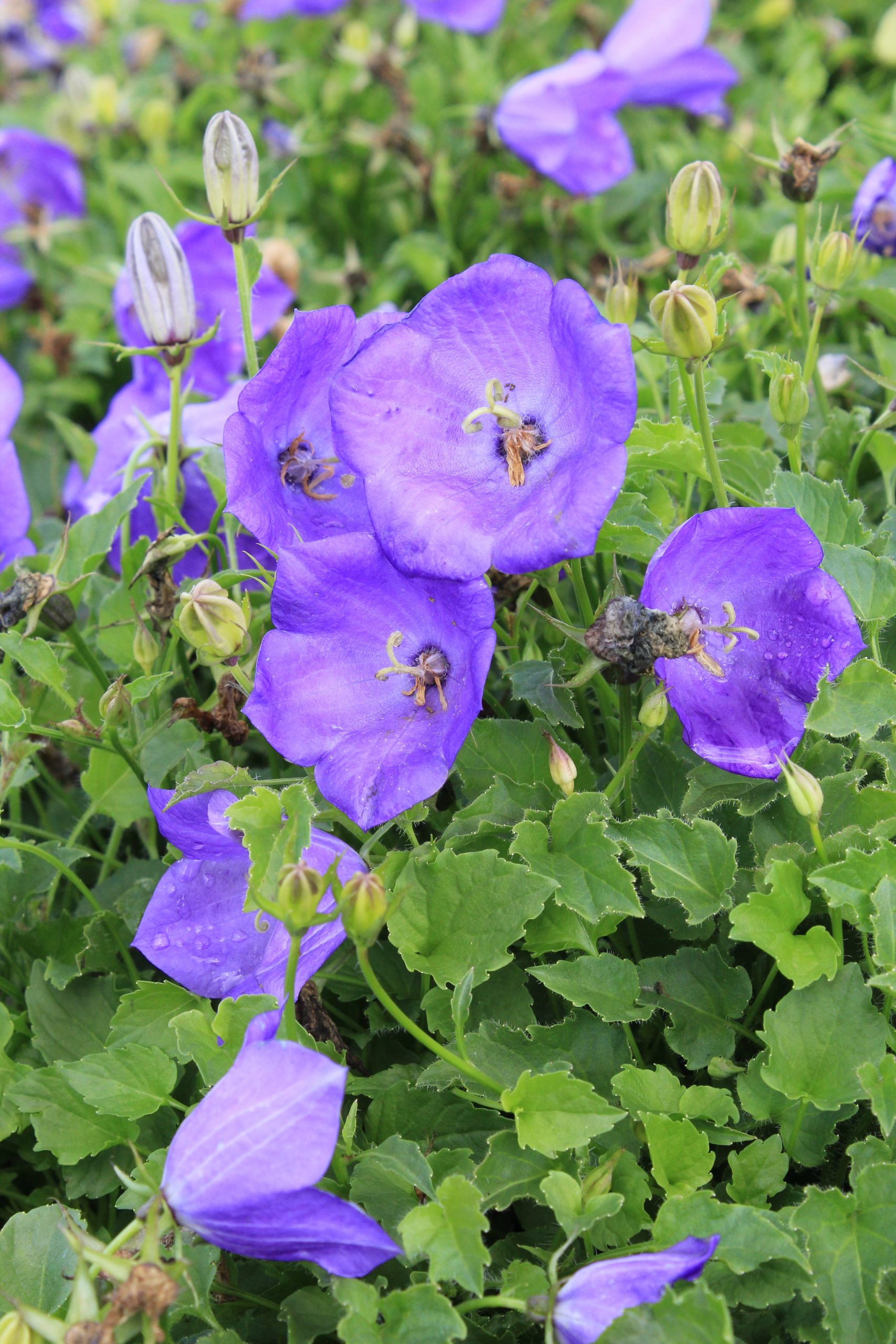 1036_campanula_carpatica_blaue_clips_SS_002.jpeg
