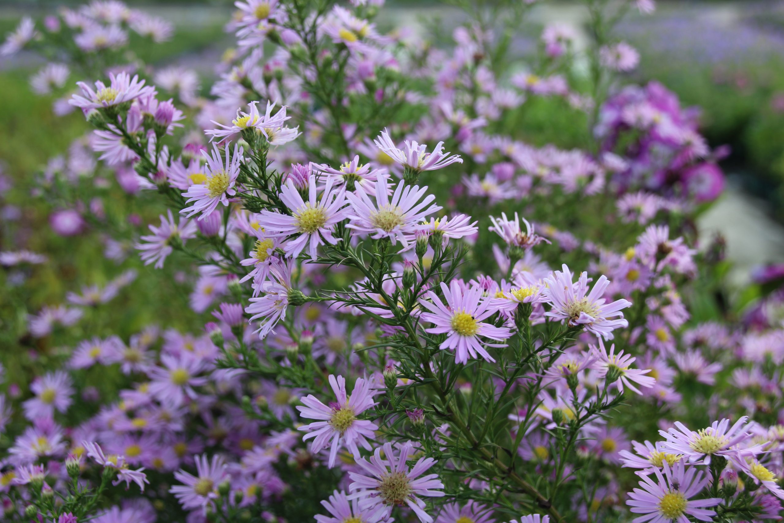 10385_aster_pringlei_pink_star_SS_006.jpg