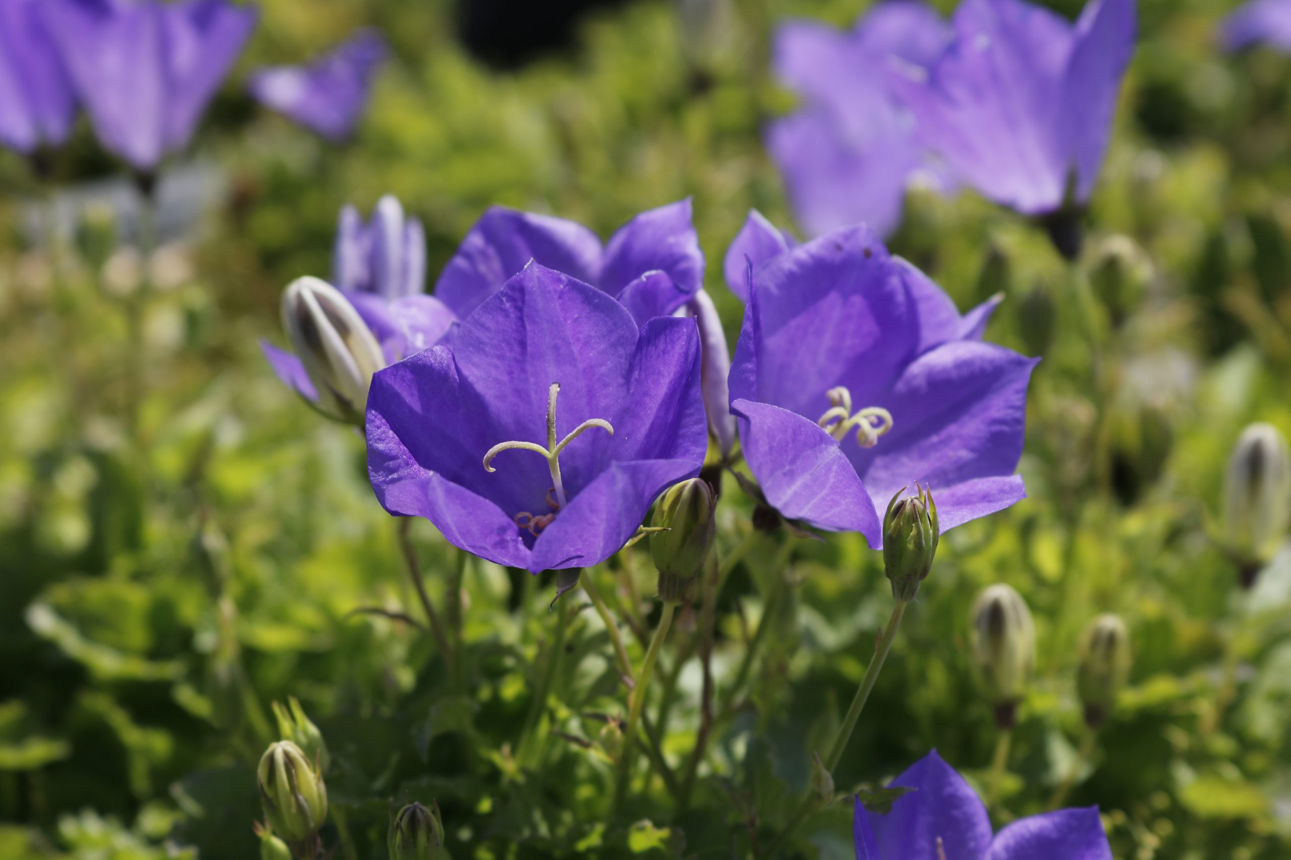 1038_campanula_carpatica_blaue_clips_XS_004.jpeg