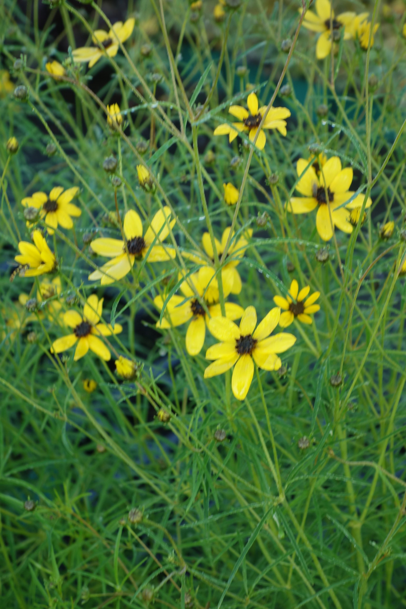 10426_coreopsis_verticillata_appalachian_gold_SS_003.jpg
