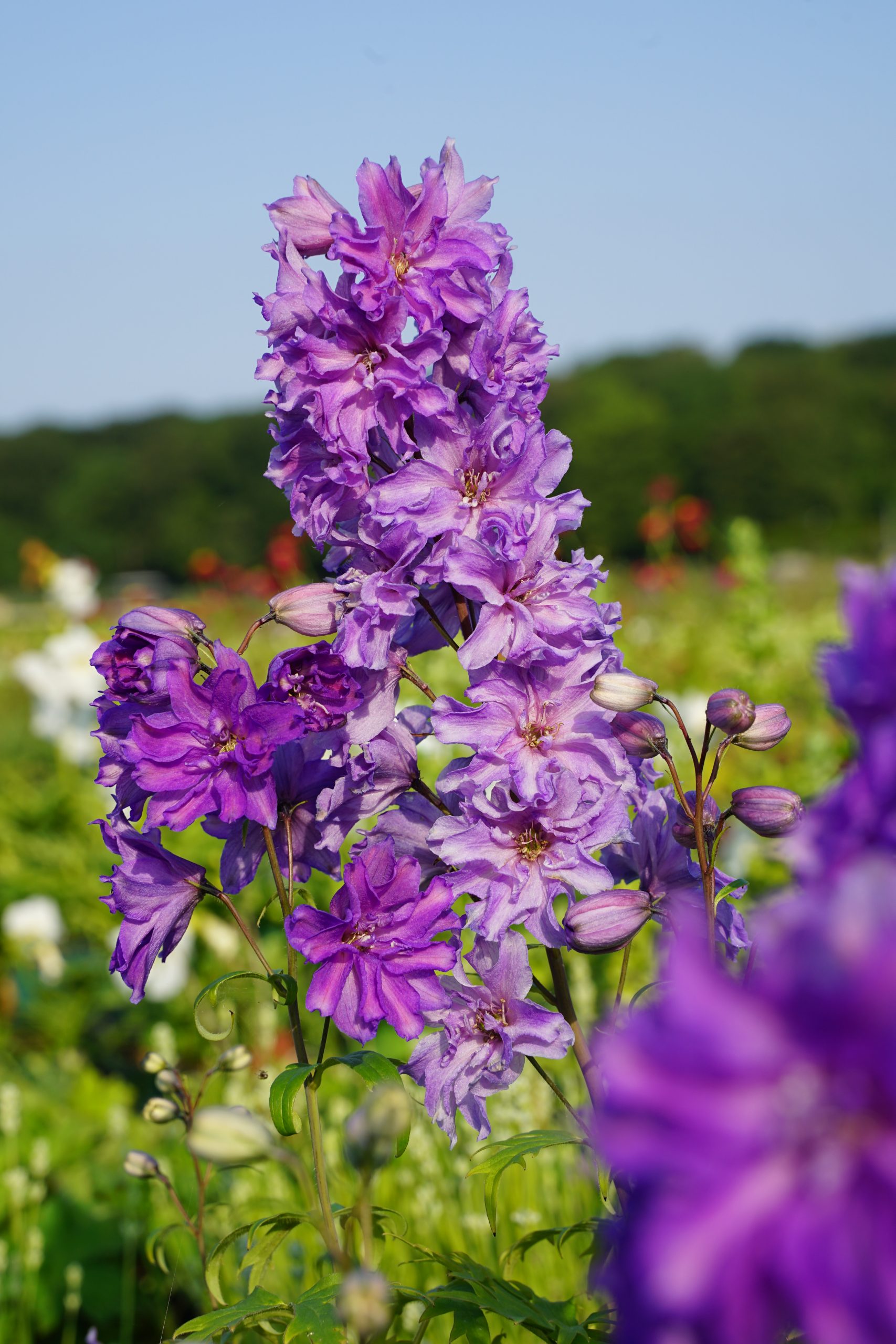 10446_delphinium_delgenius_breezin_SS_005.jpg