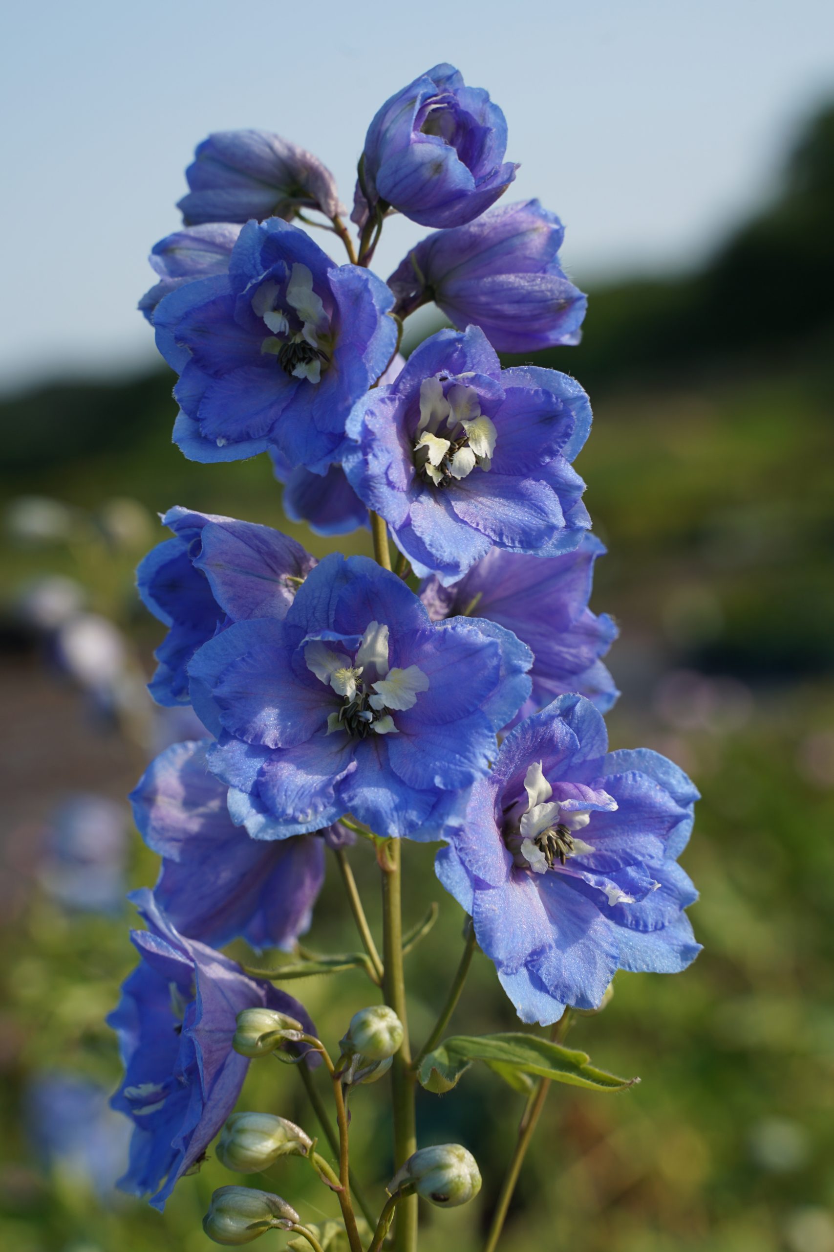10455_delphinium_pacific_summer_skies_SS_002.jpg