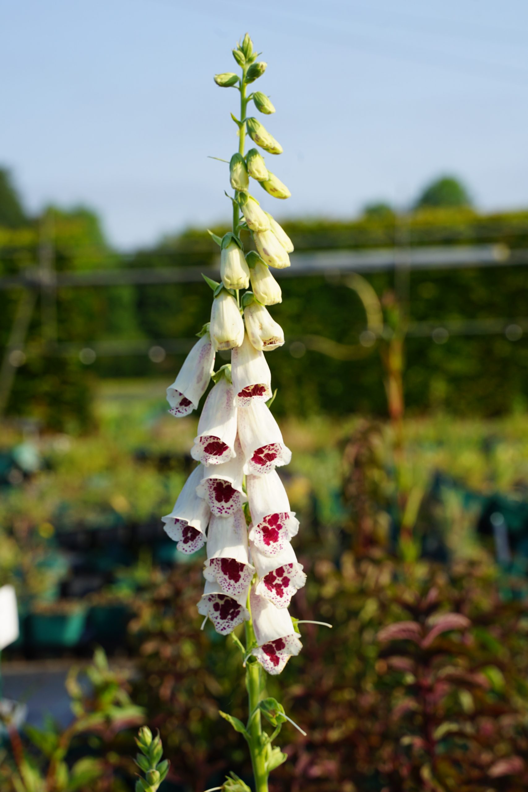 10463_digitalis_purpurea_pams_choice_SS_002.jpg