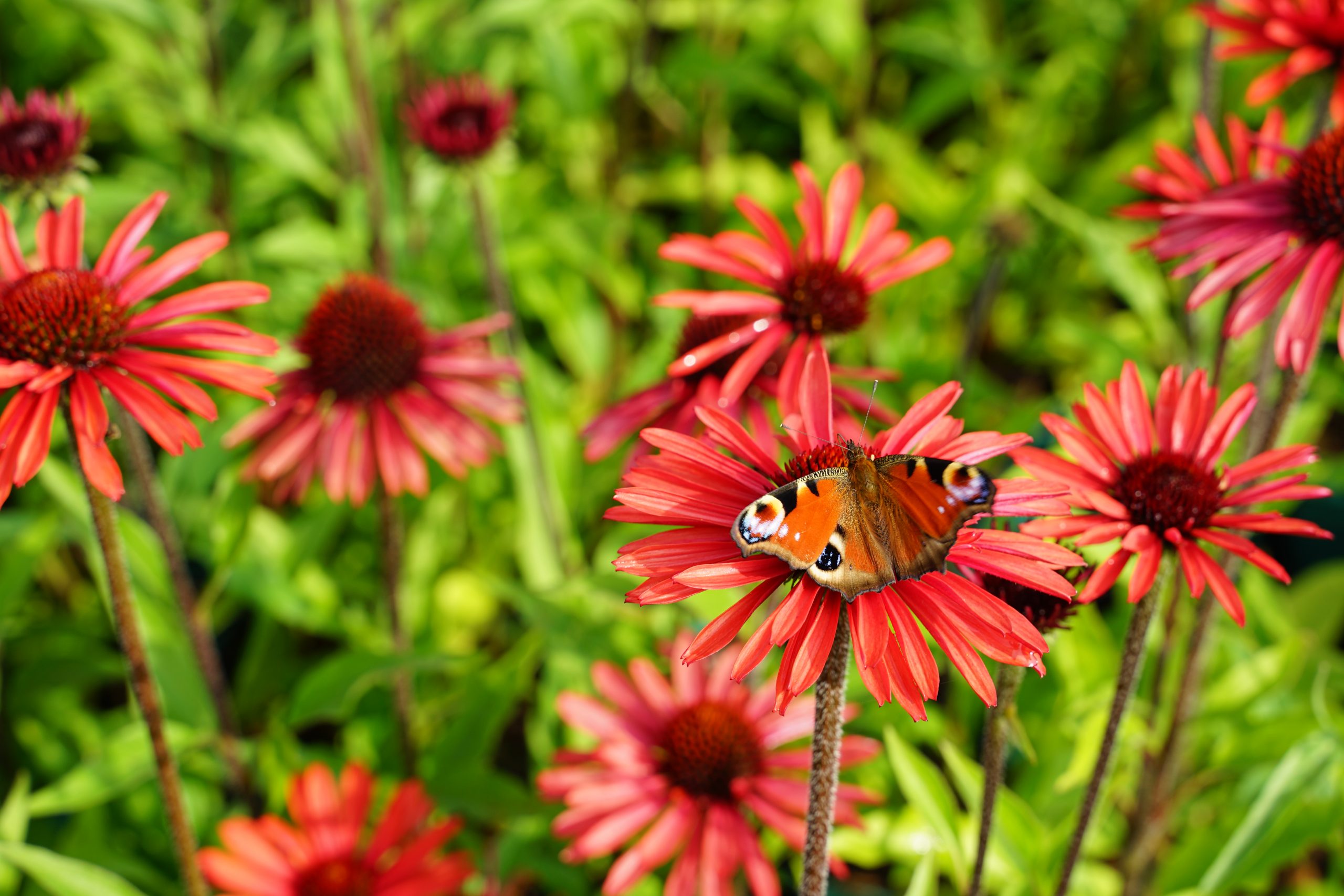 10467_echinacea_purpurea_sunseekers_orange_SS_003.jpg