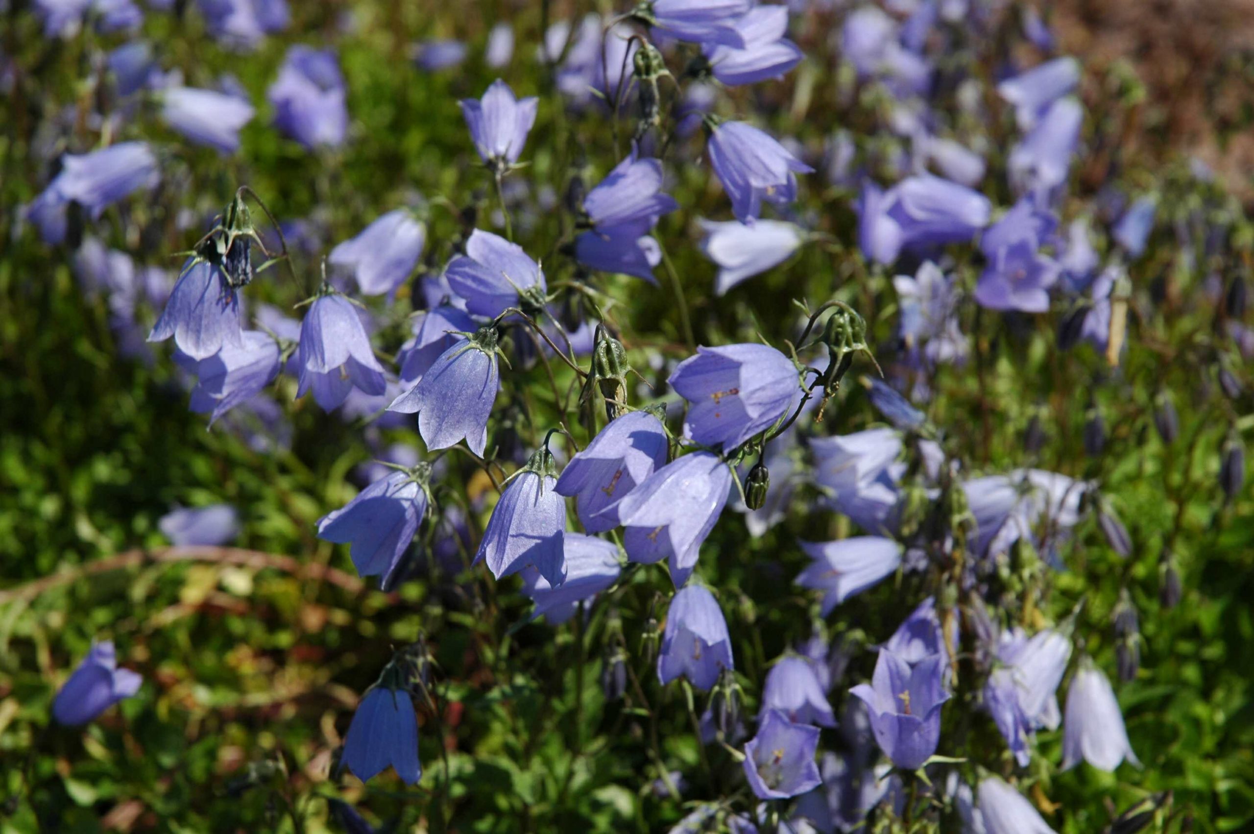 1046_campanula_cochleariifolia_XS_001.jpeg