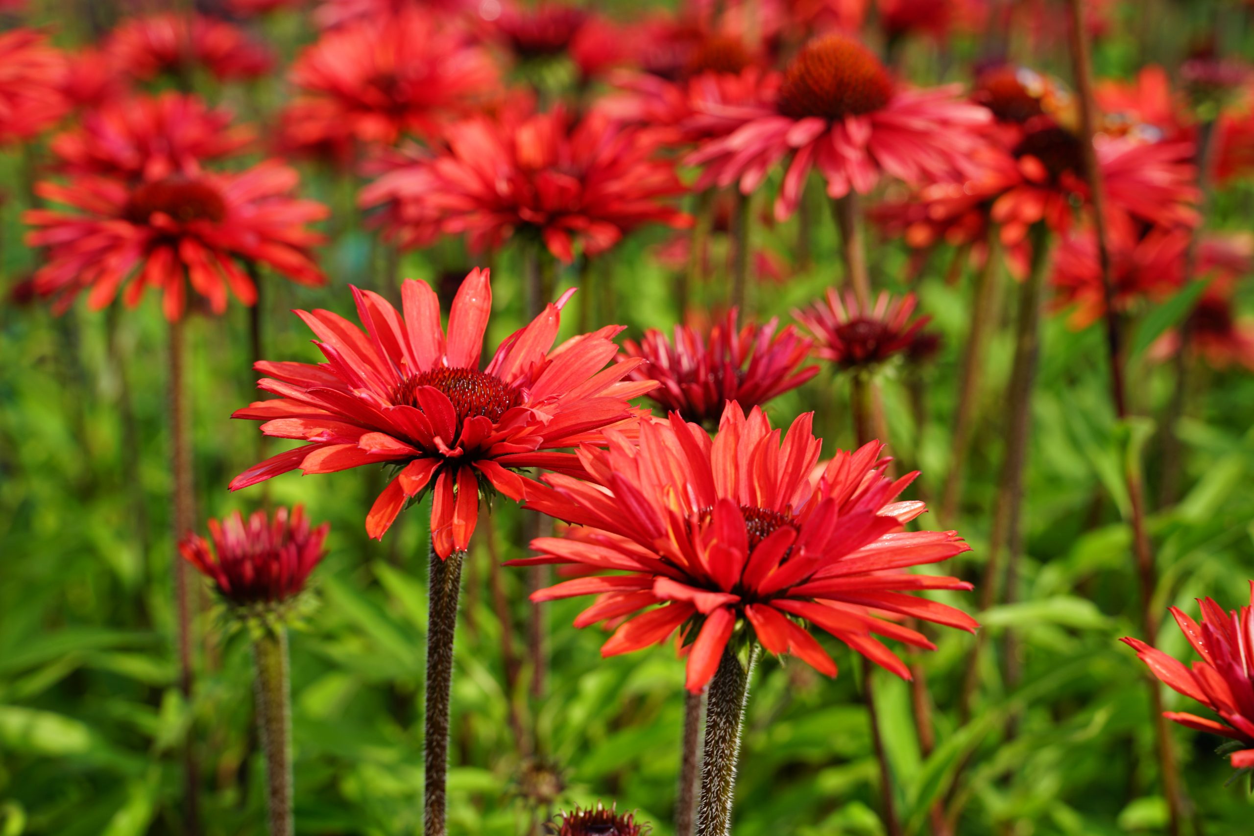 10471_echinacea_purpurea_sunseekers_orange_SS_004.jpg