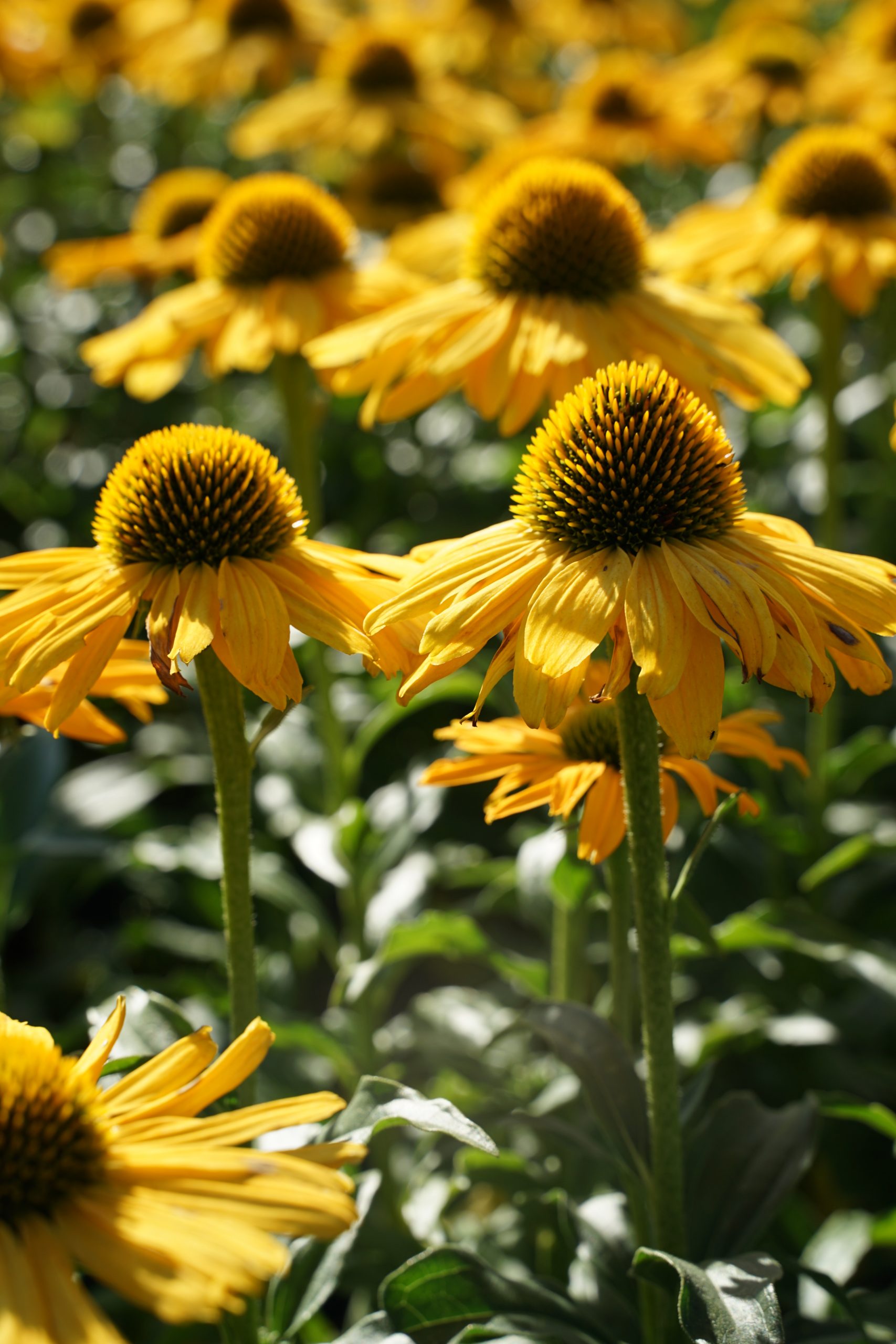 10479_echinacea_purpurea_sunseekers_yellow_SS_008.jpg