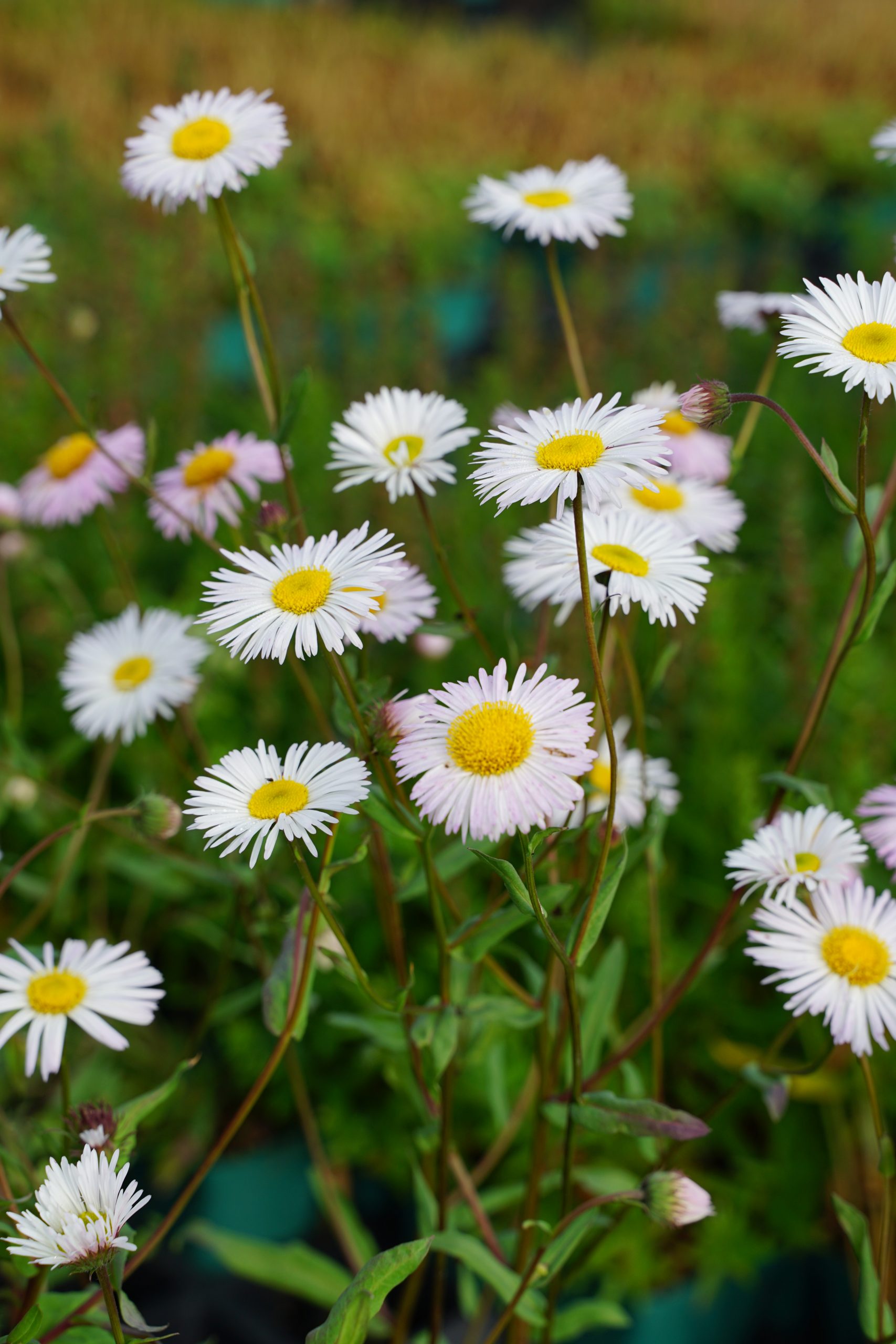 10484_erigeron_cultorum_sommerneuschnee_SS_003.jpg