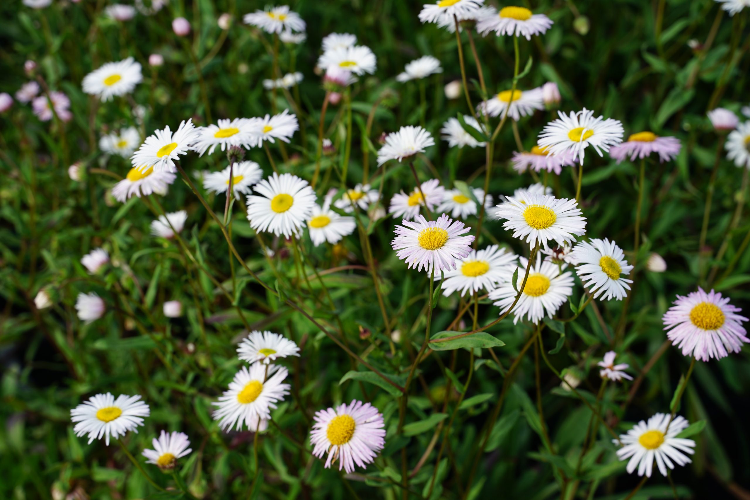 10485_erigeron_cultorum_sommerneuschnee_SS_004.jpg