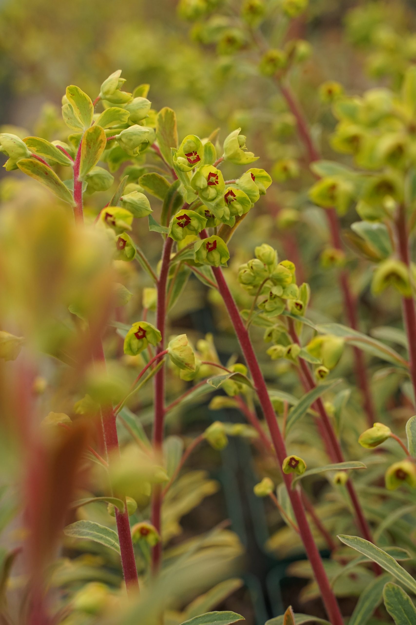 10508_euphorbia_martinii_ascot_rainbow_SS_003.jpg