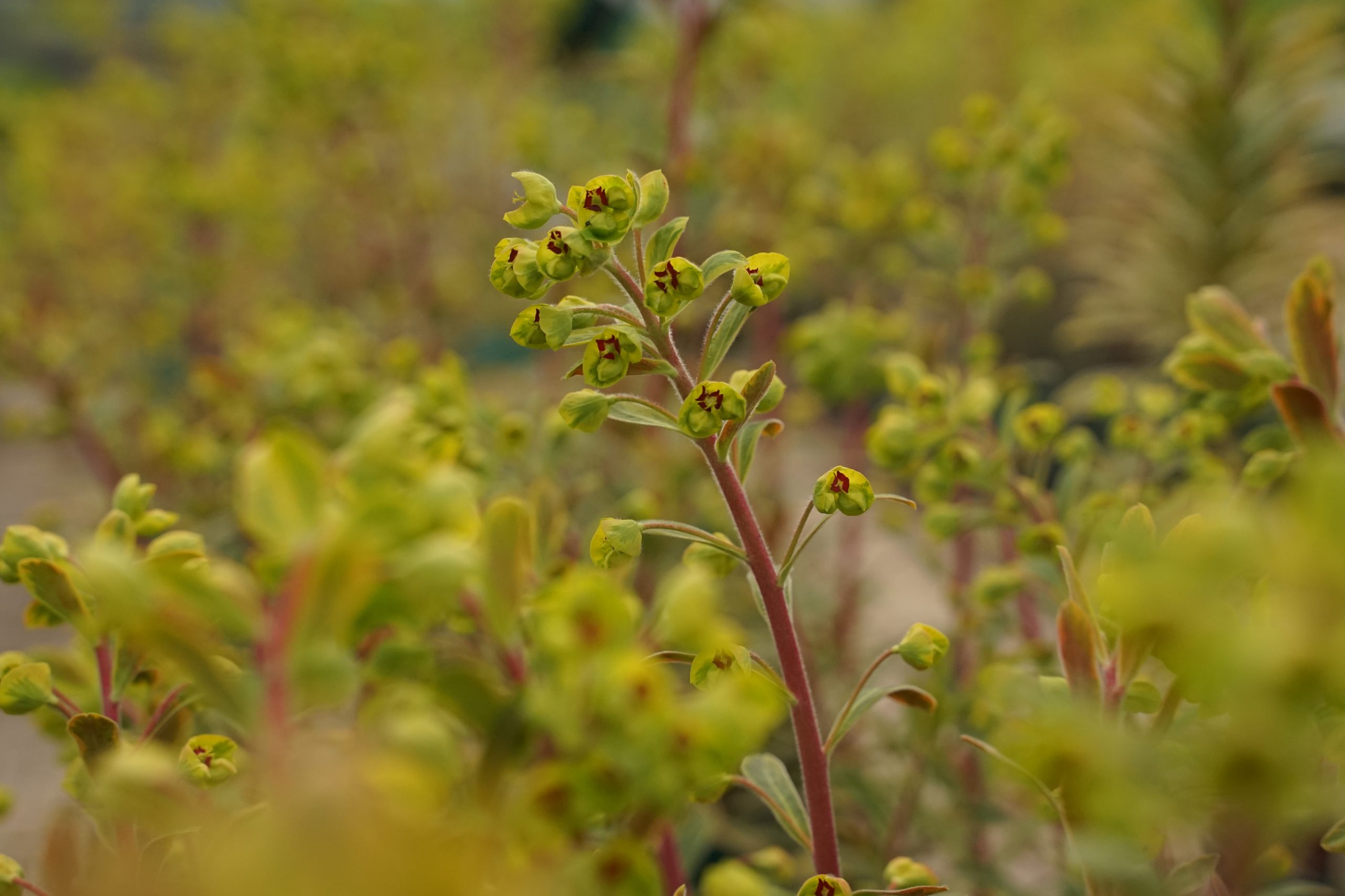 10509_euphorbia_martinii_ascot_rainbow_SS_004.jpg