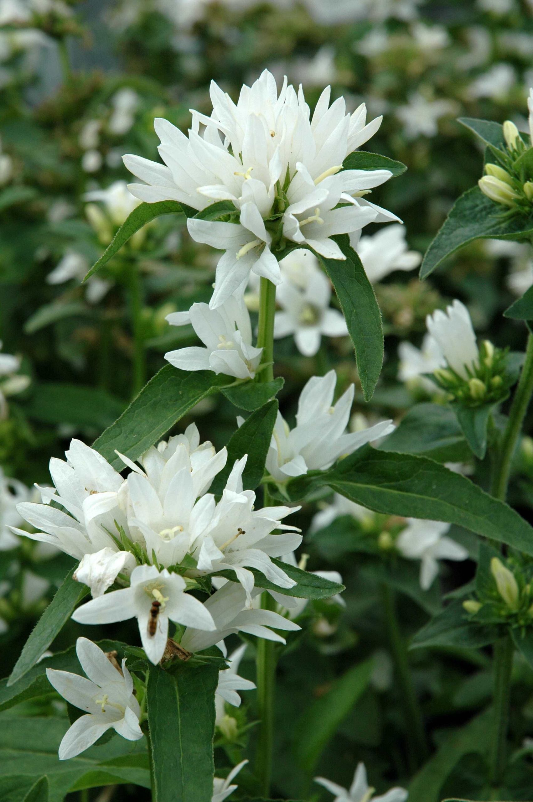 1052_campanula_glomerata_alba_XS_001.jpeg