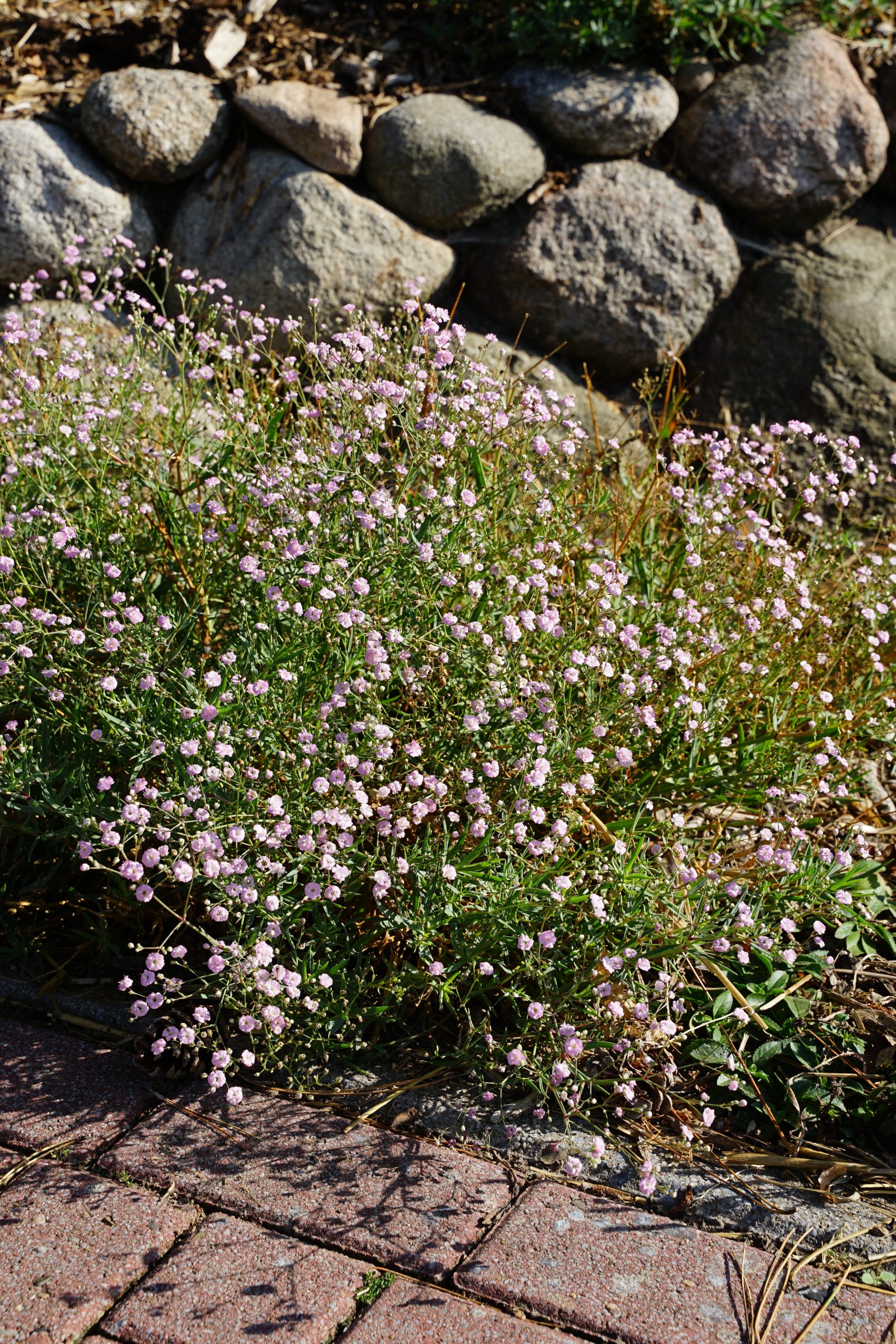10555_gypsophila_repens_rosenschleier_SS_003.jpg
