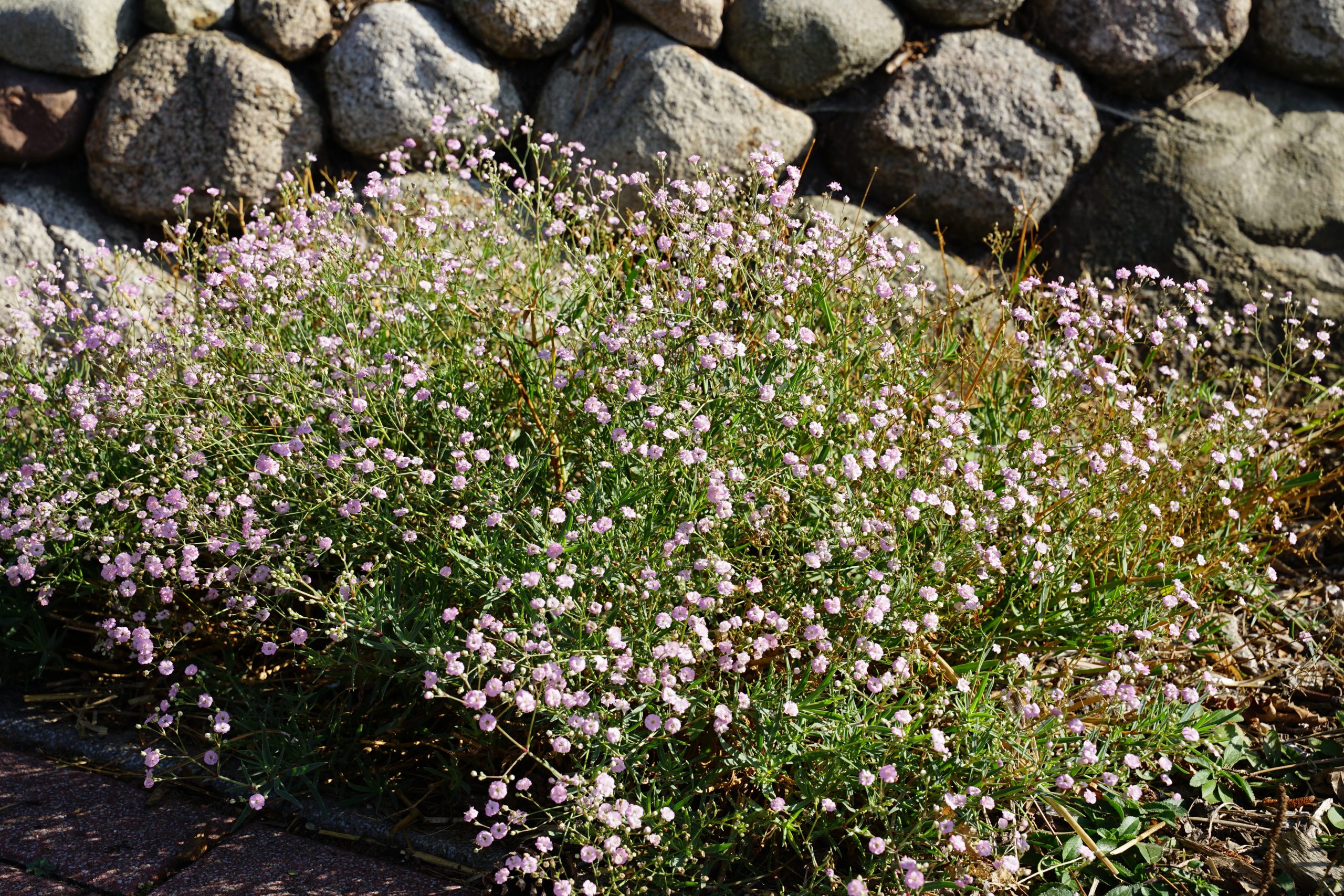 10556_gypsophila_repens_rosenschleier_SS_004.jpg